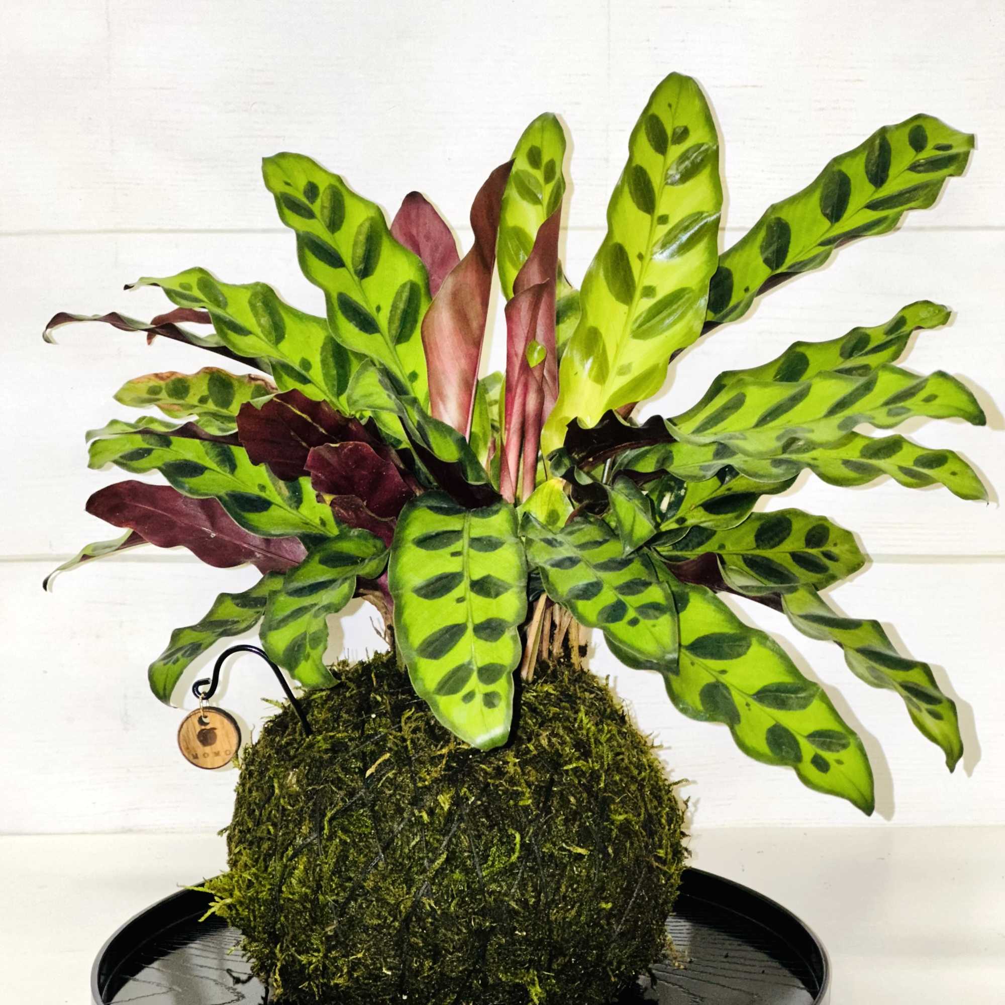 Patterned green and burgundy houseplant in a moss-covered ball on a black tray