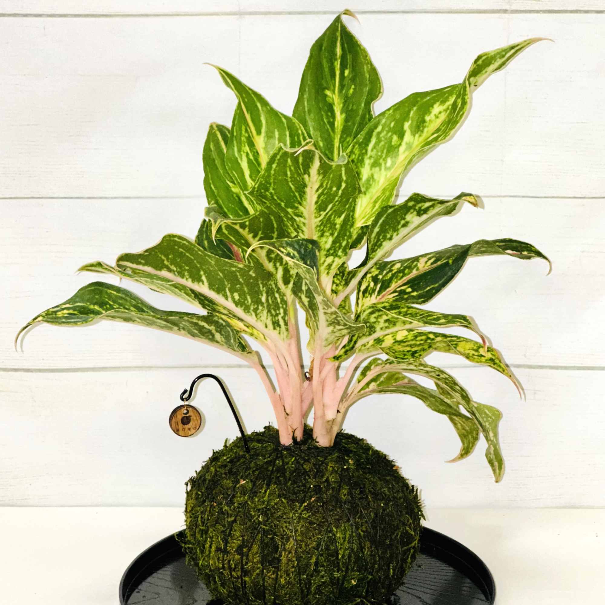 Variegated houseplant kokedama with moss ball base displayed on a black tray