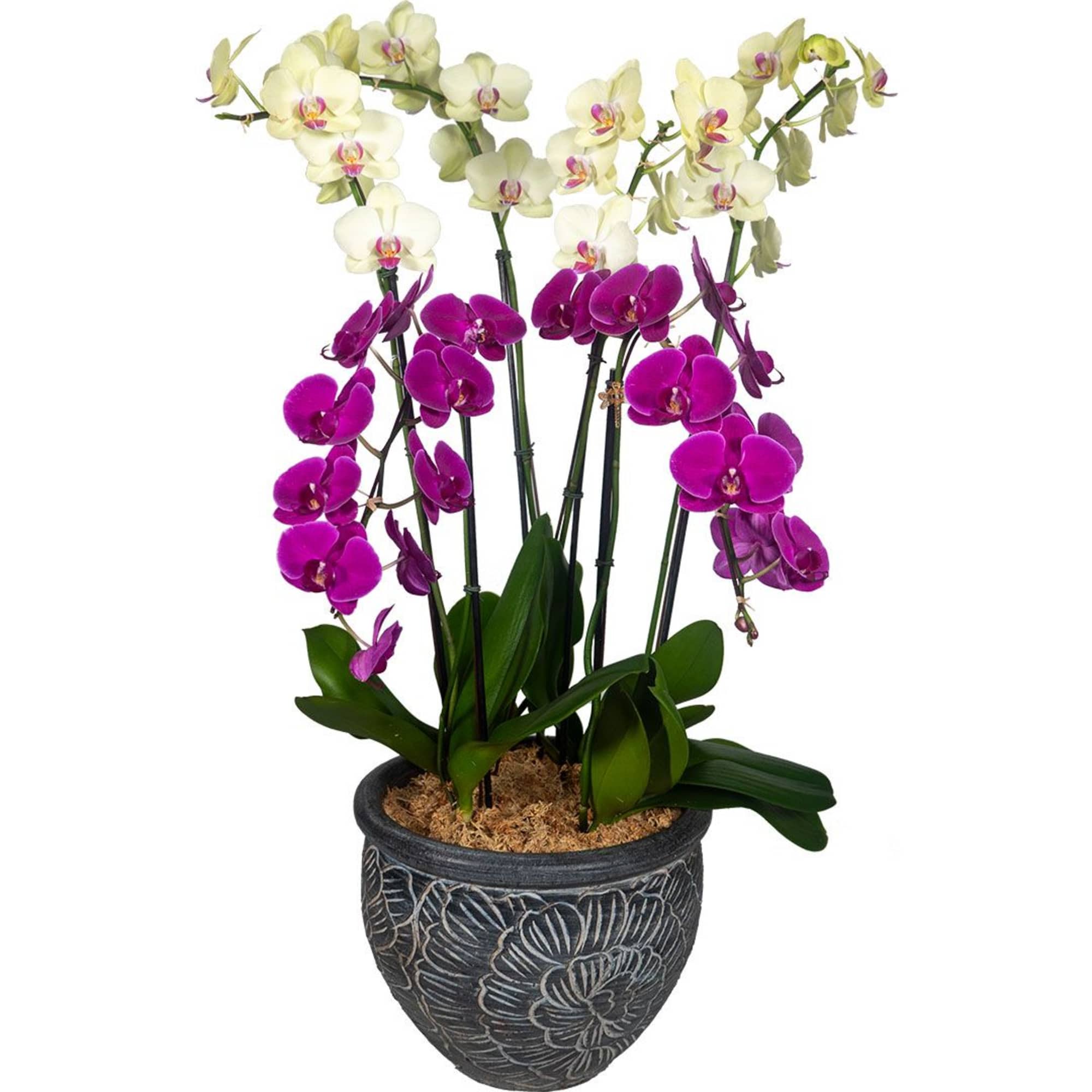 From the Waianae Coast of Oahu, this stunning 6-stem pot will light