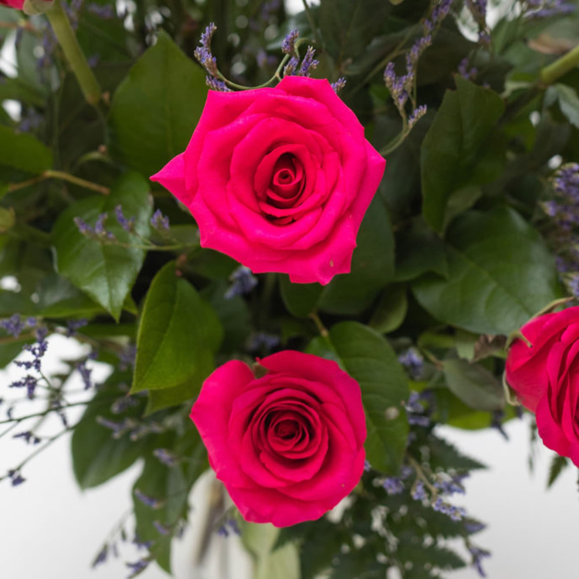 Hot pink roses with small purple filler flowers