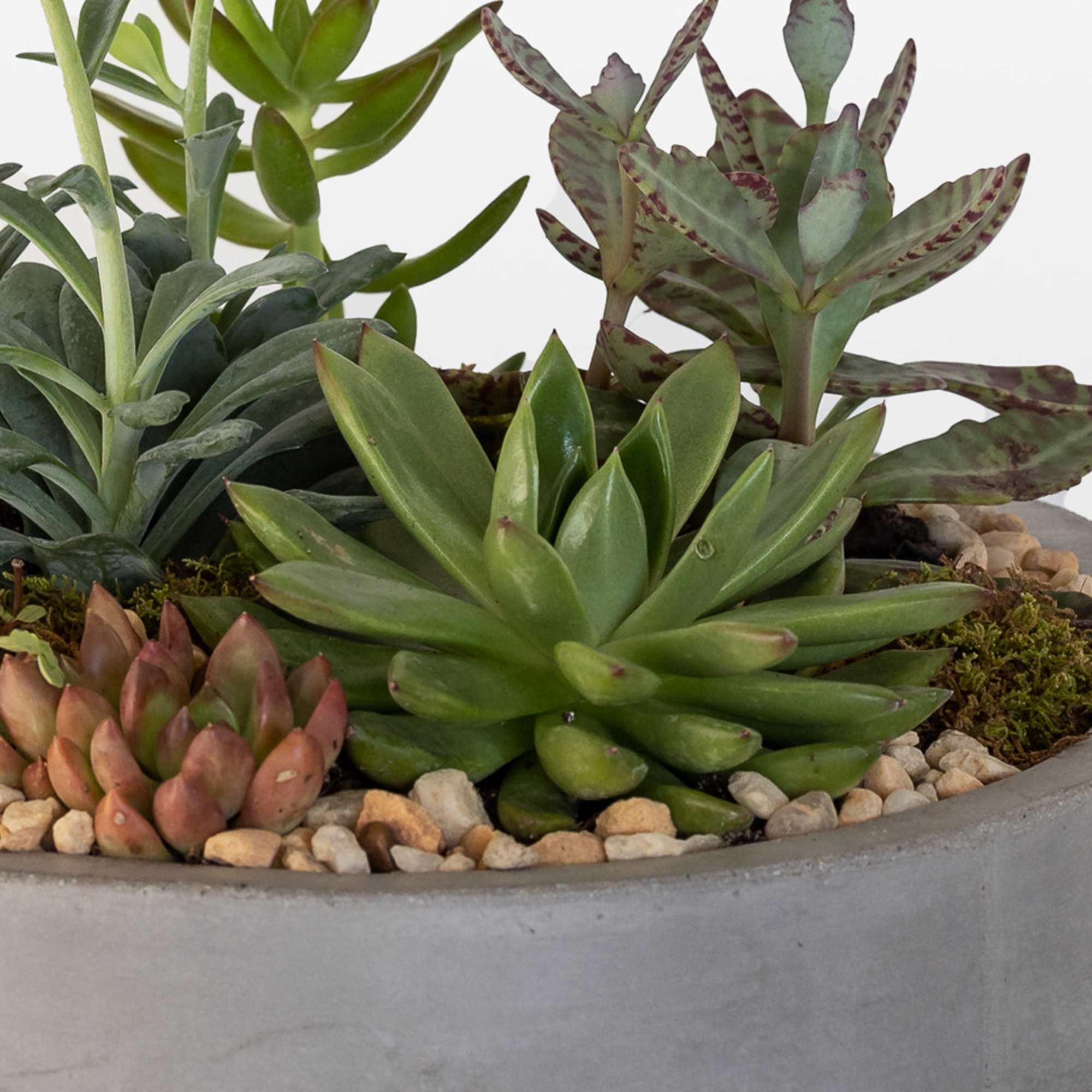 Succulent arrangement in a round concrete planter