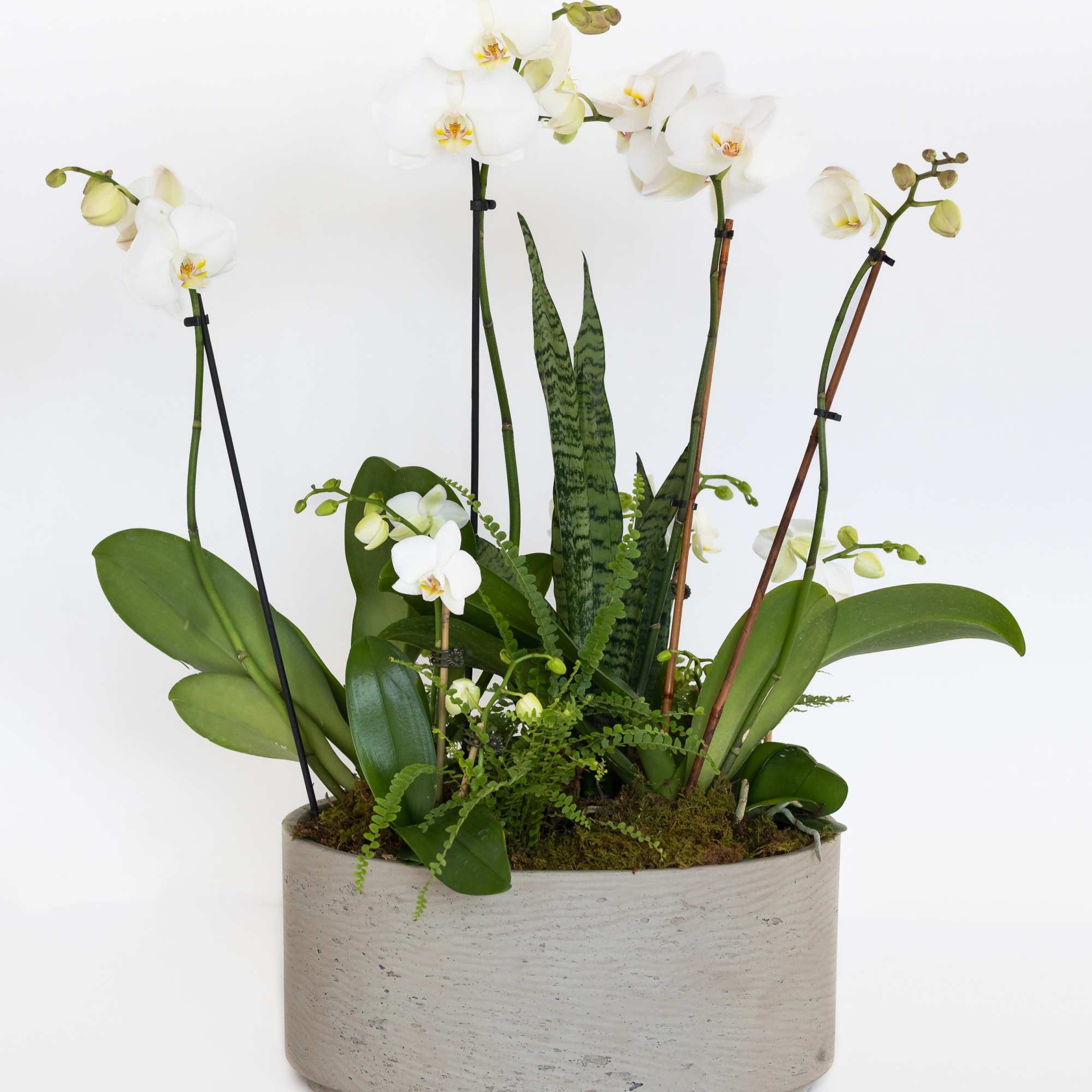 White orchids and snake plants arranged in a round planter.