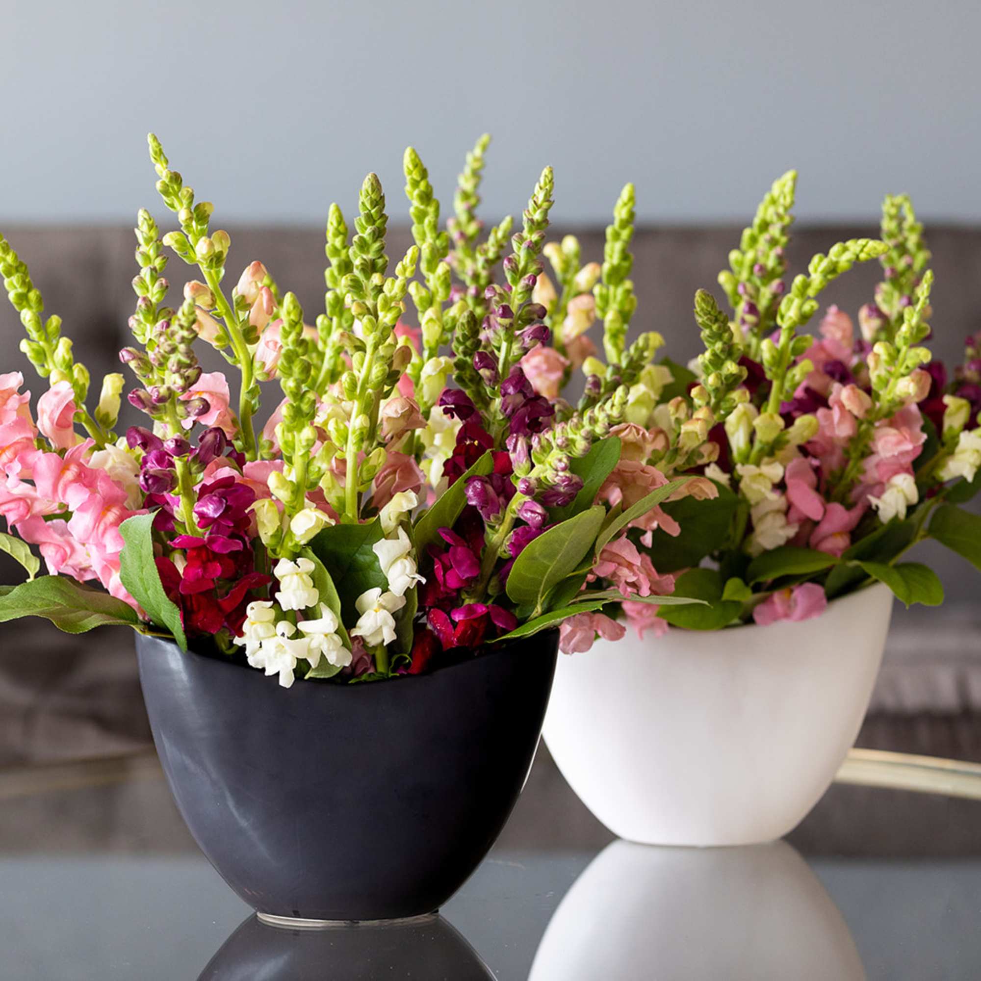 Two small potted arrangements of pink and white snapdragons