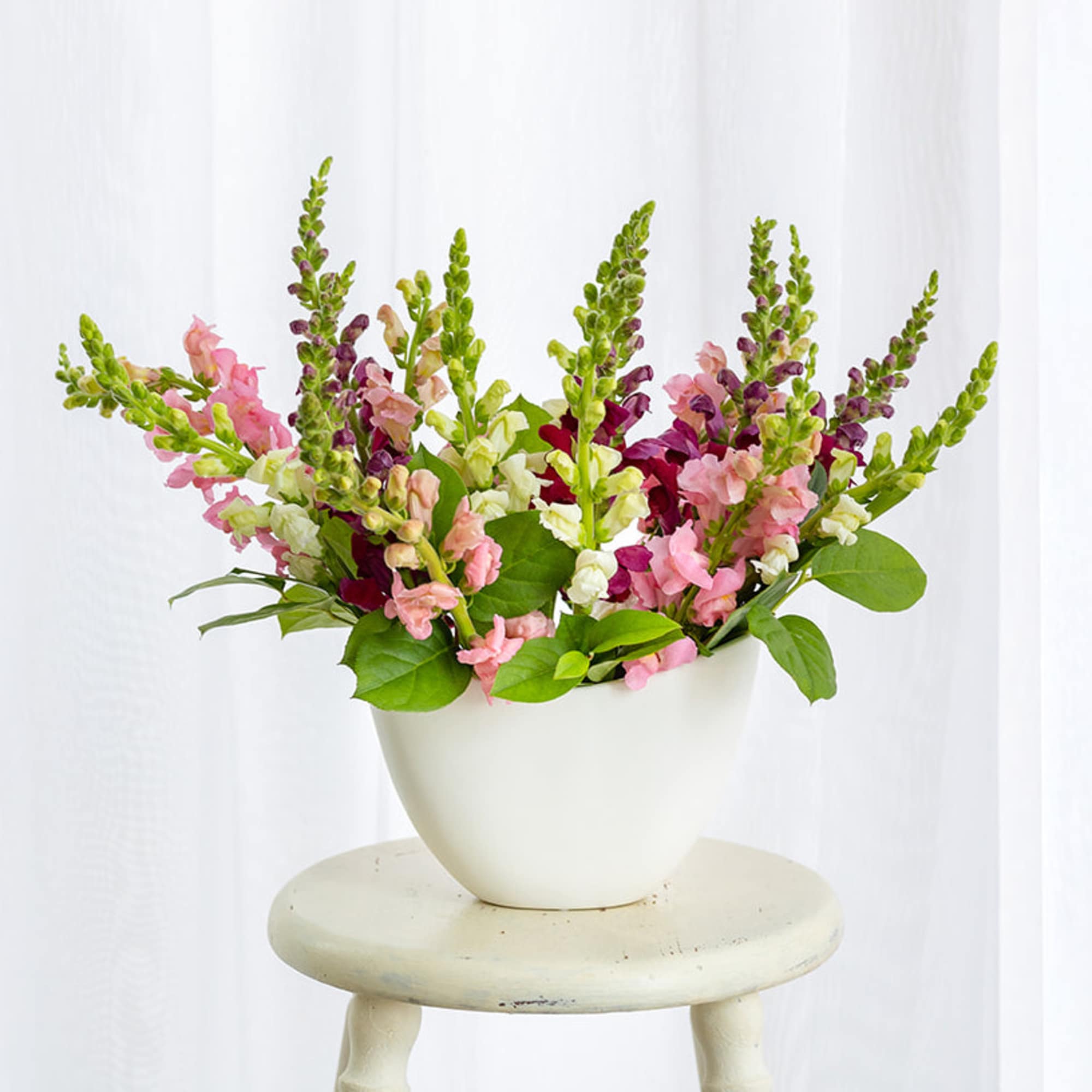 Pink and white snapdragons in a white vase