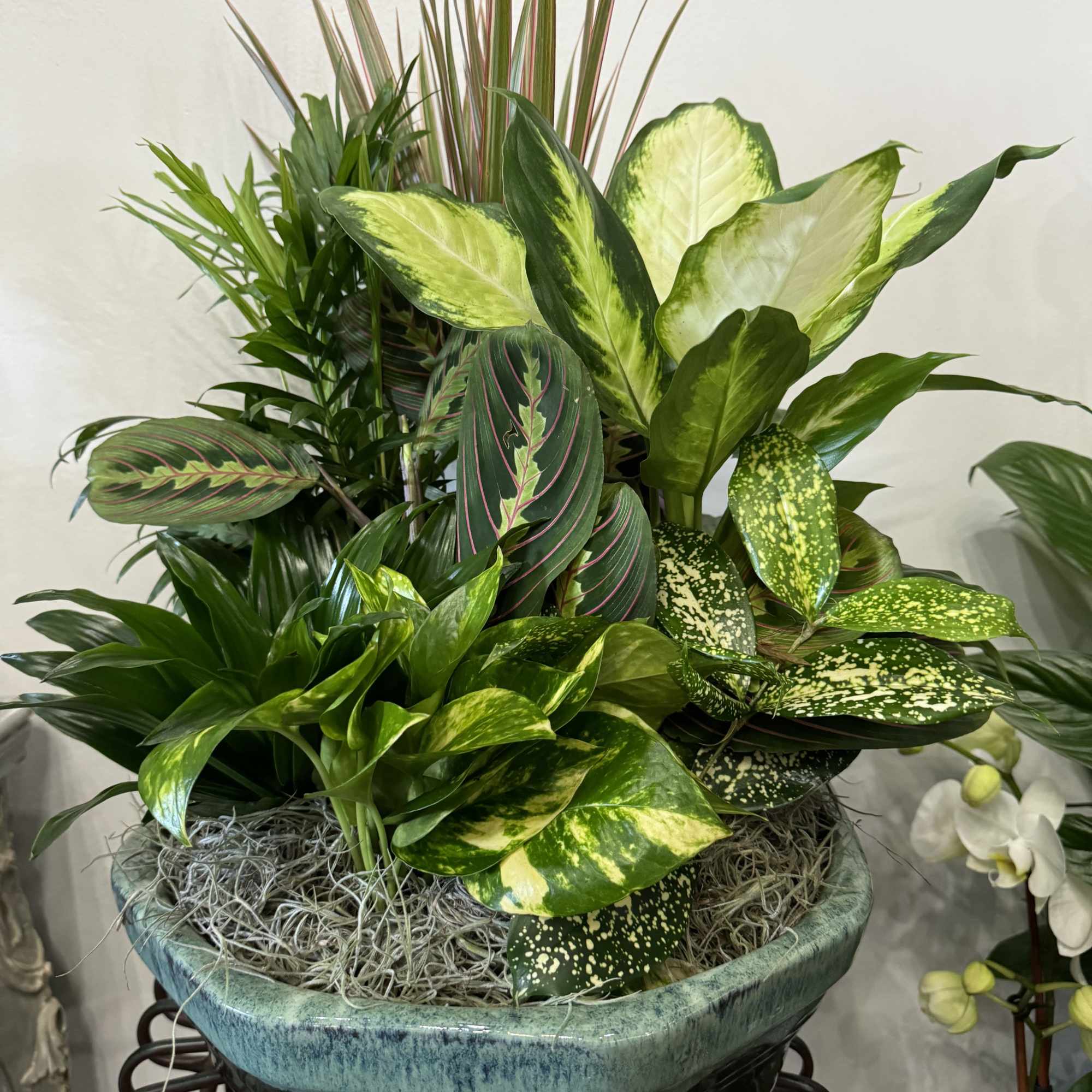 Assorted green houseplants with variegated leaves in a shallow ceramic bowl planter