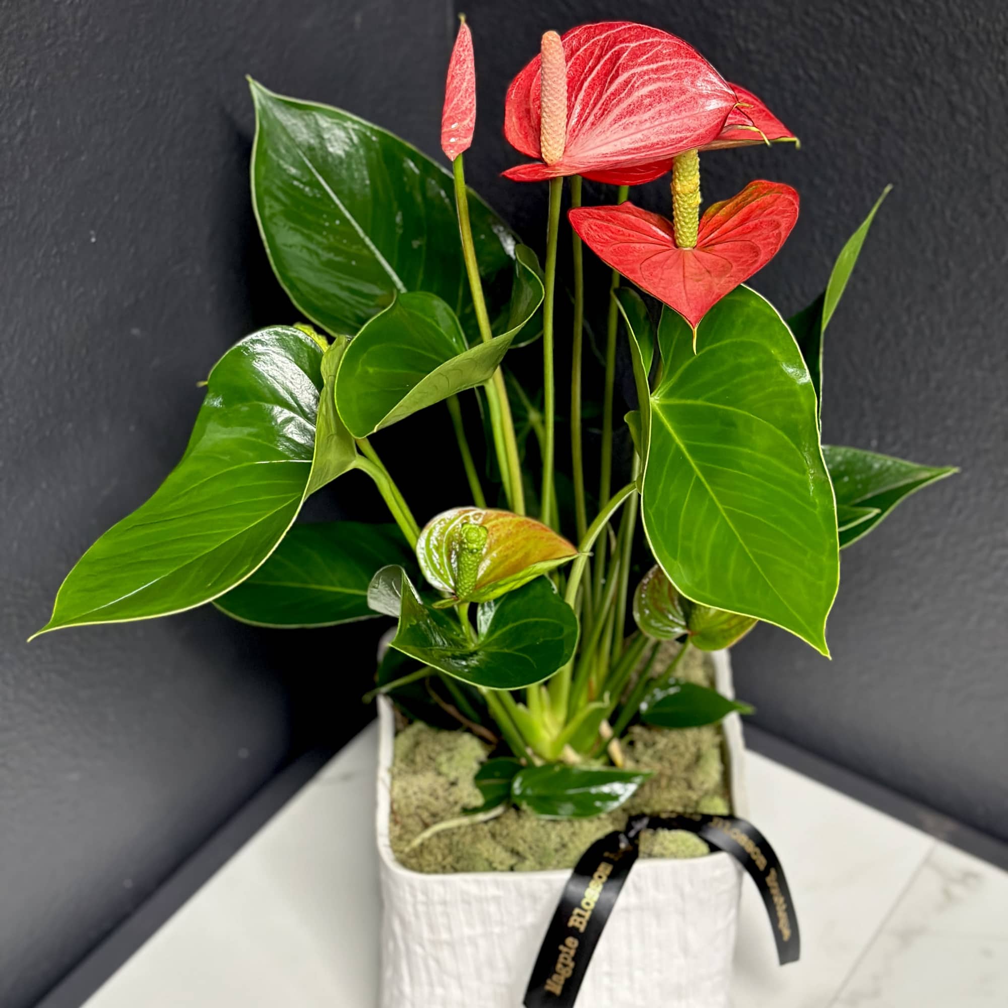 A beautiful, tropical houseplant with&nbsp;heart shaped blossoms. Anthuriums are easy to care