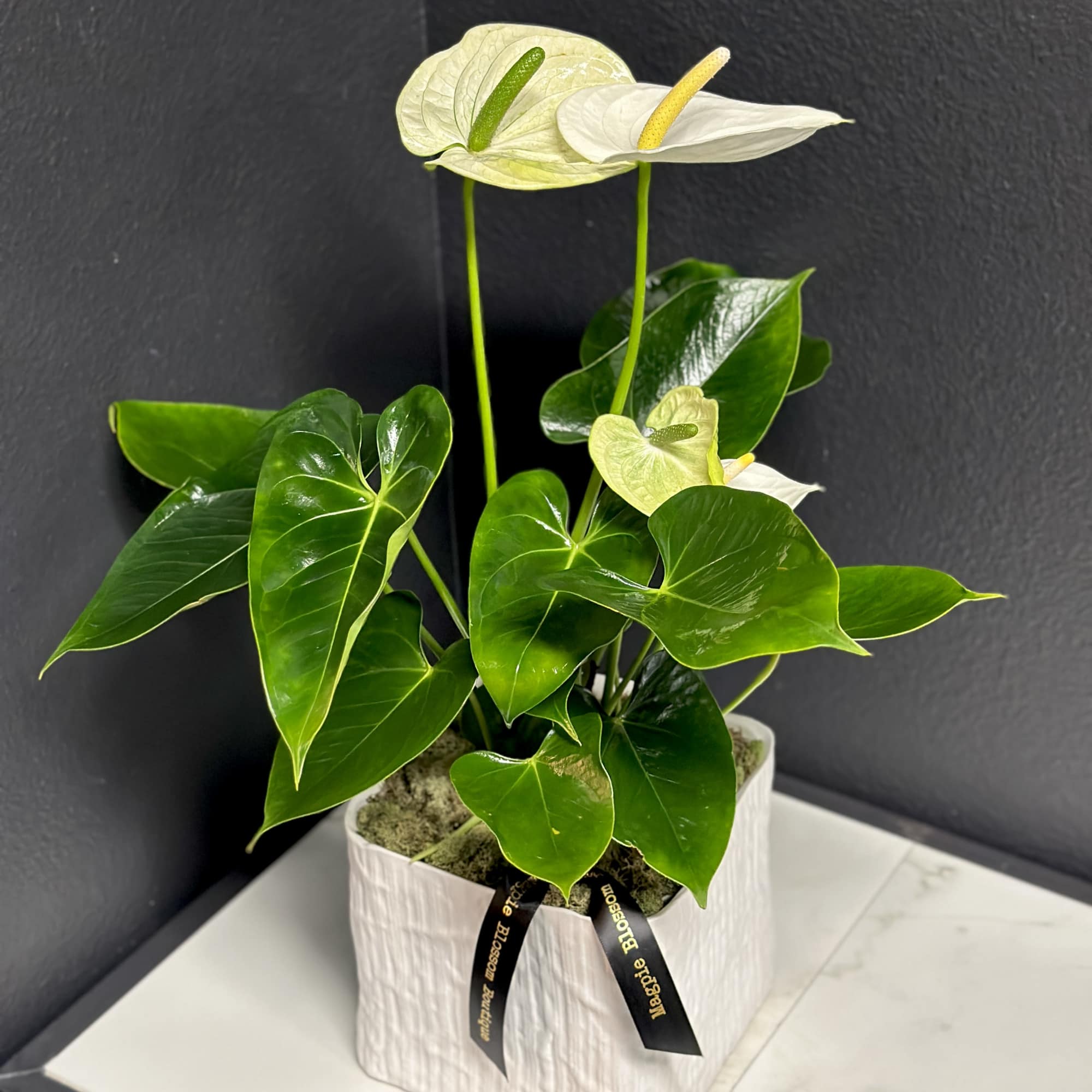 A beautiful, tropical houseplant with&nbsp;heart shaped blossoms. Anthuriums are easy to care, photo 2 of 4