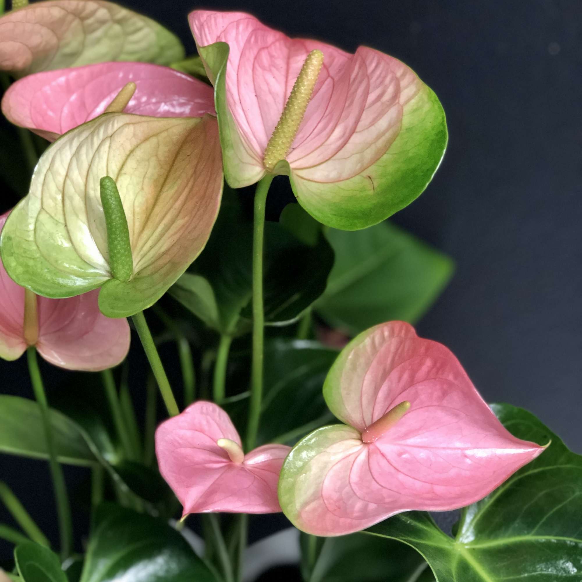 A beautiful, tropical houseplant with&nbsp;heart shaped blossoms. Anthuriums are easy to care, photo 3 of 4