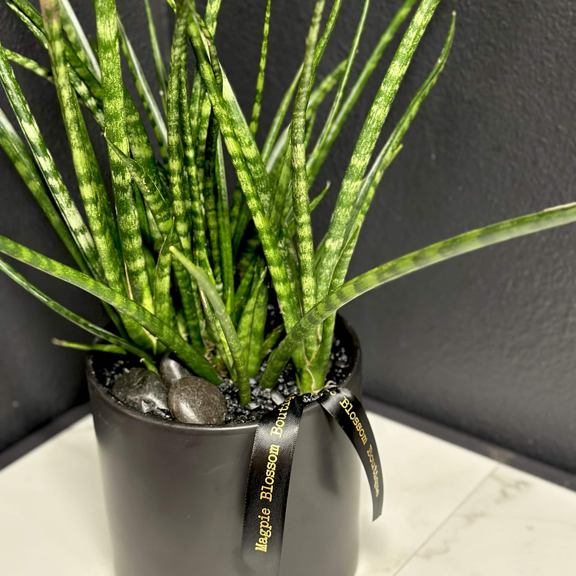 An easy to care for modern sansevieria plant in a ceramic pot, photo 3 of 3