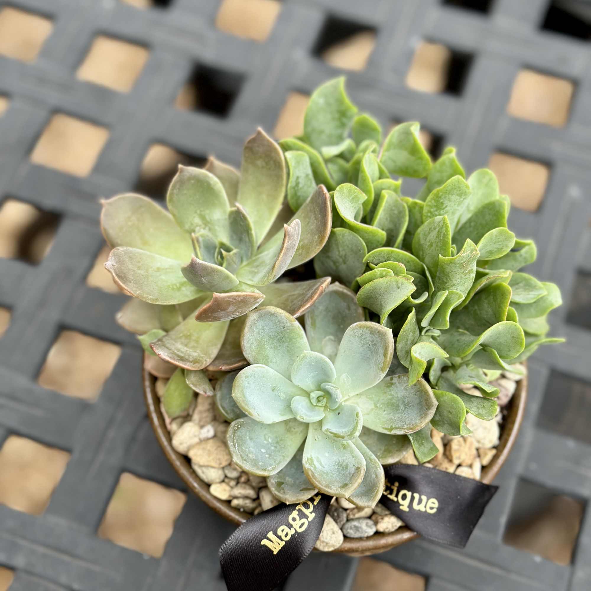 For the plant lover who values simplicity. This 5-inch low bowl features, photo 5 of 5