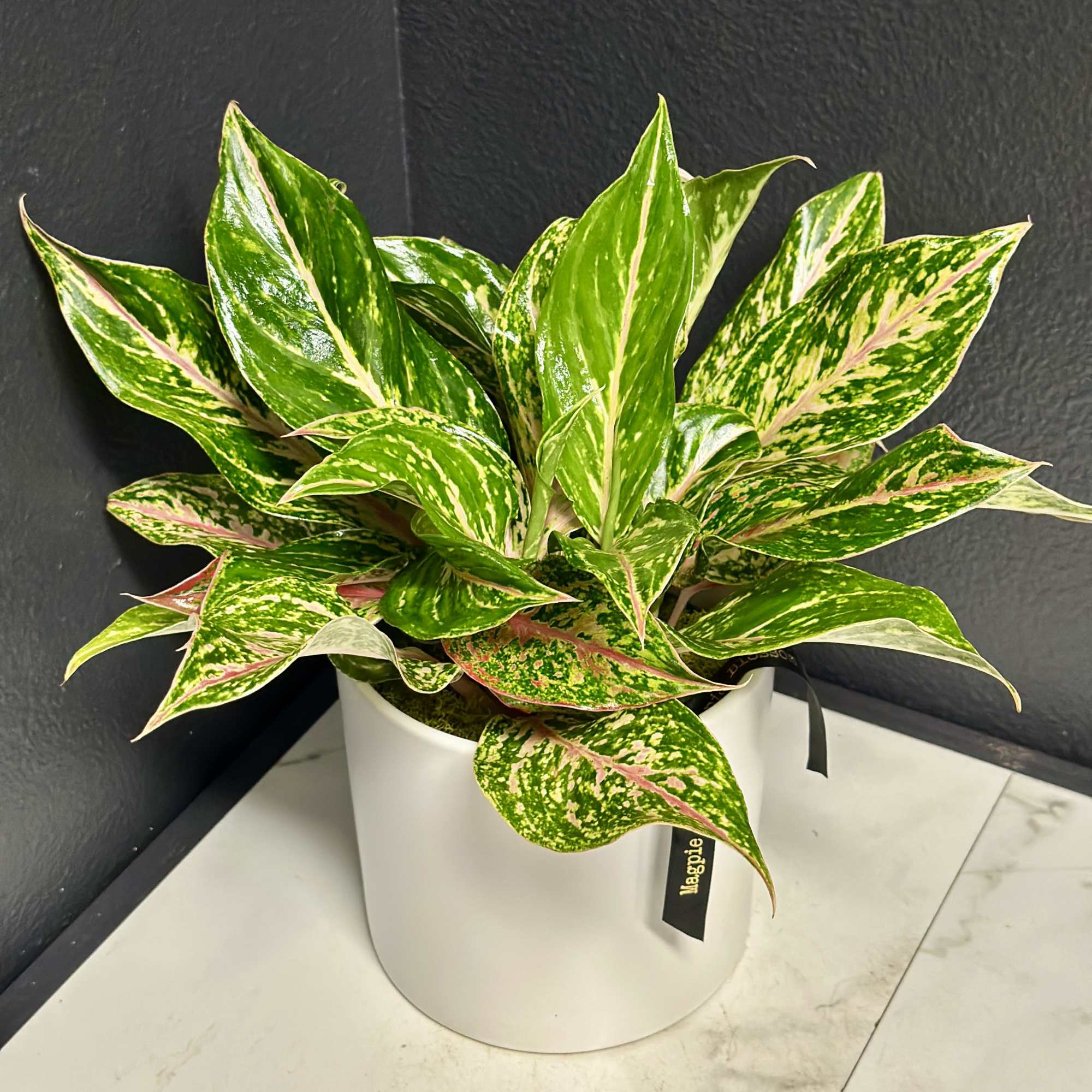 Bring a splash of tropical color to your home with the eye-catching