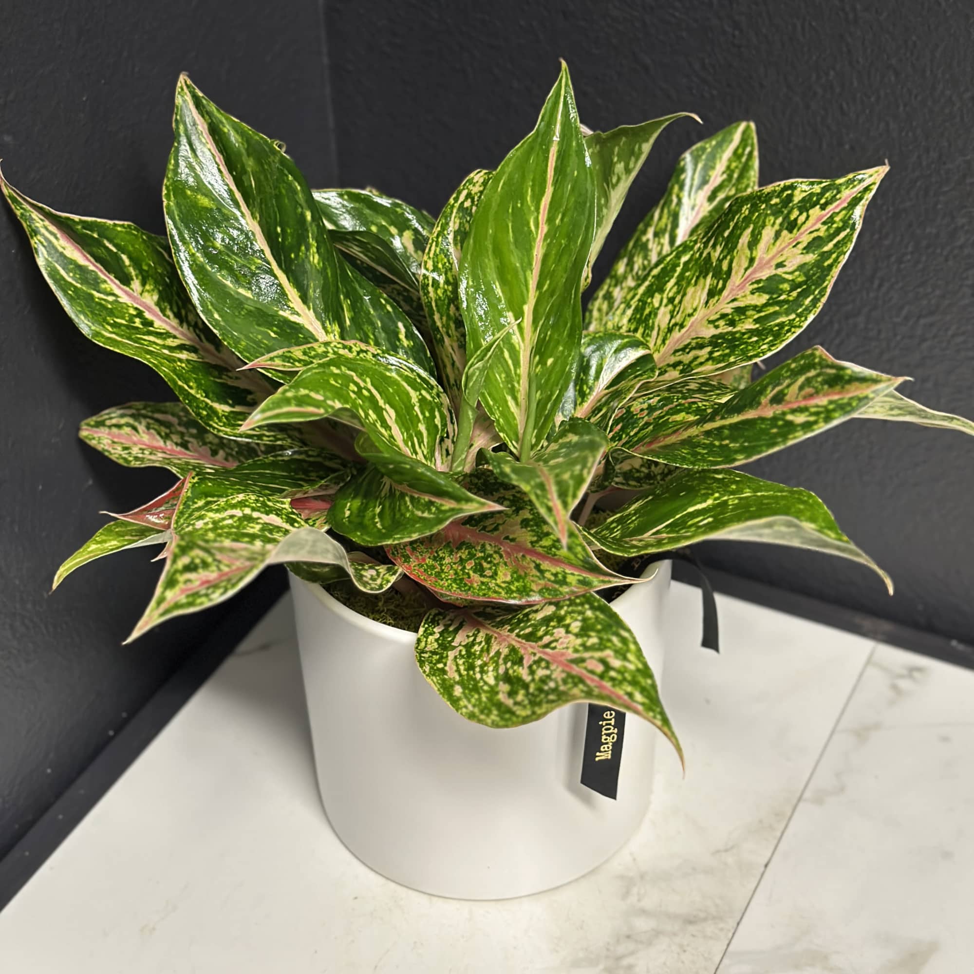 Bring a splash of tropical color to your home with the eye-catching, photo 2 of 2