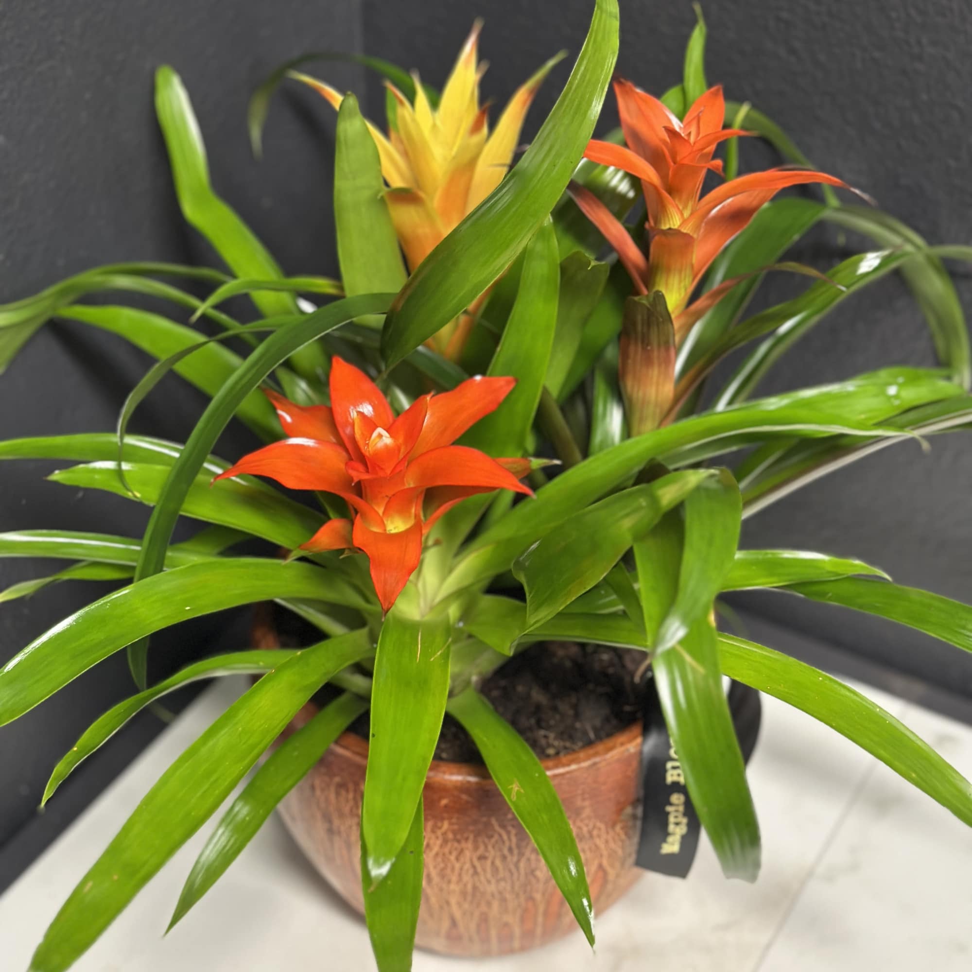 A striking pop of tropical color, this 8" ceramic bromeliad garden is, photo 2 of 3