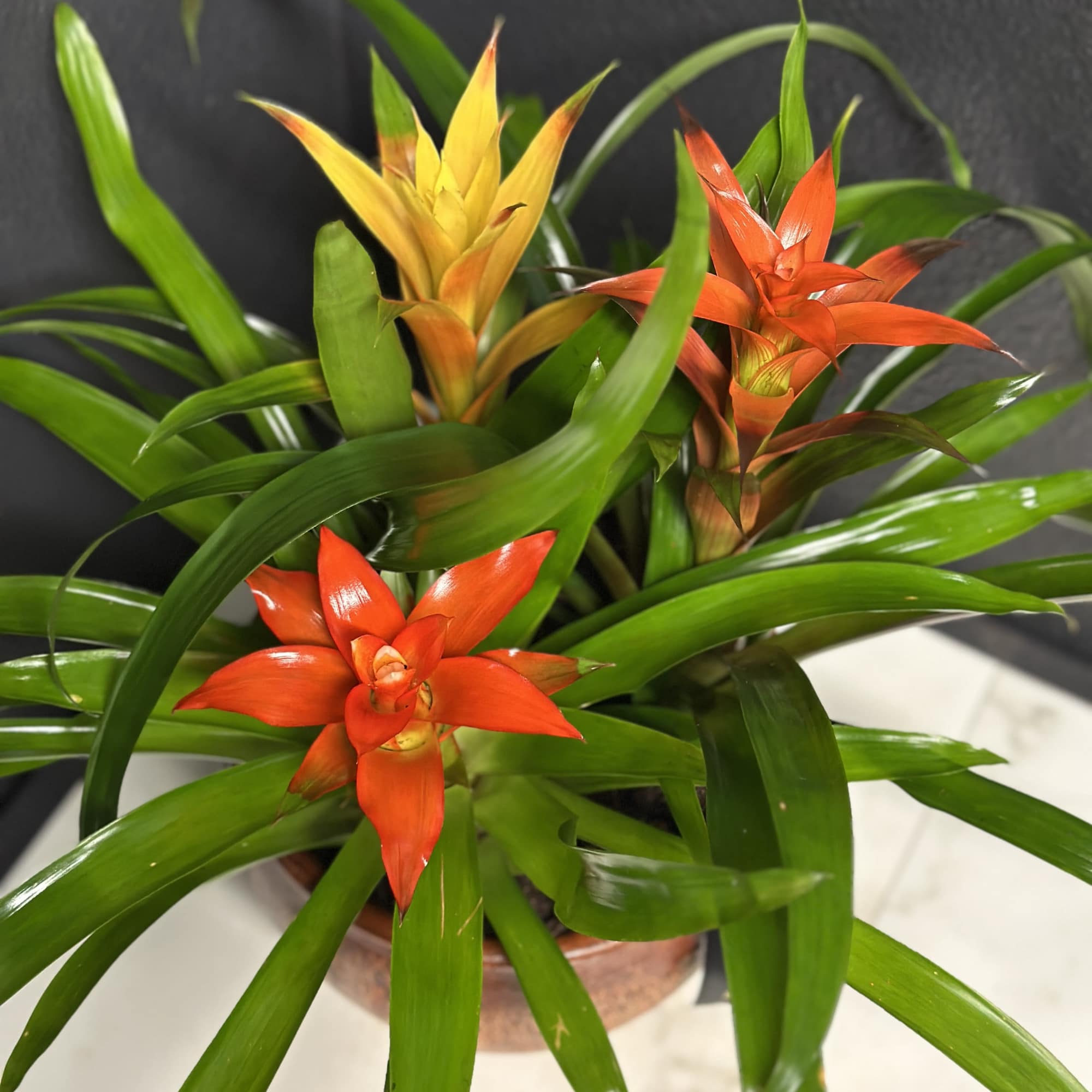 A striking pop of tropical color, this 8" ceramic bromeliad garden is, photo 3 of 3