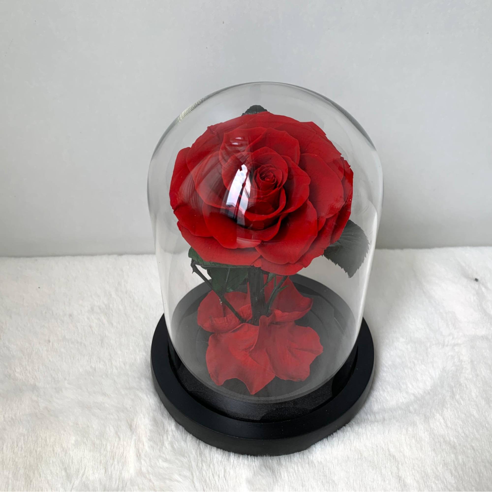 Single red rose under a glass dome on a black base