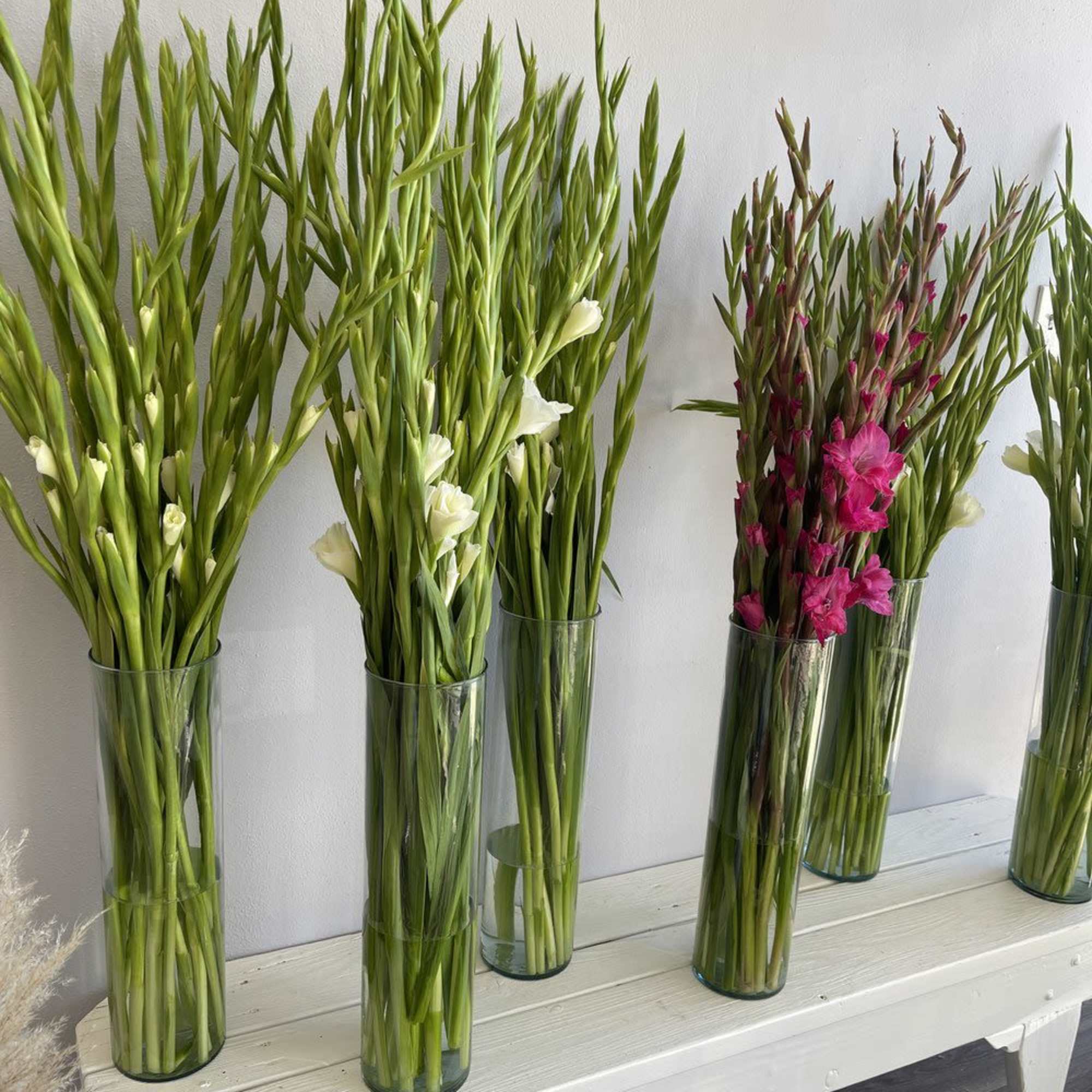 Tall gladiolus stems in clear glass vases, some with white and pink blooms