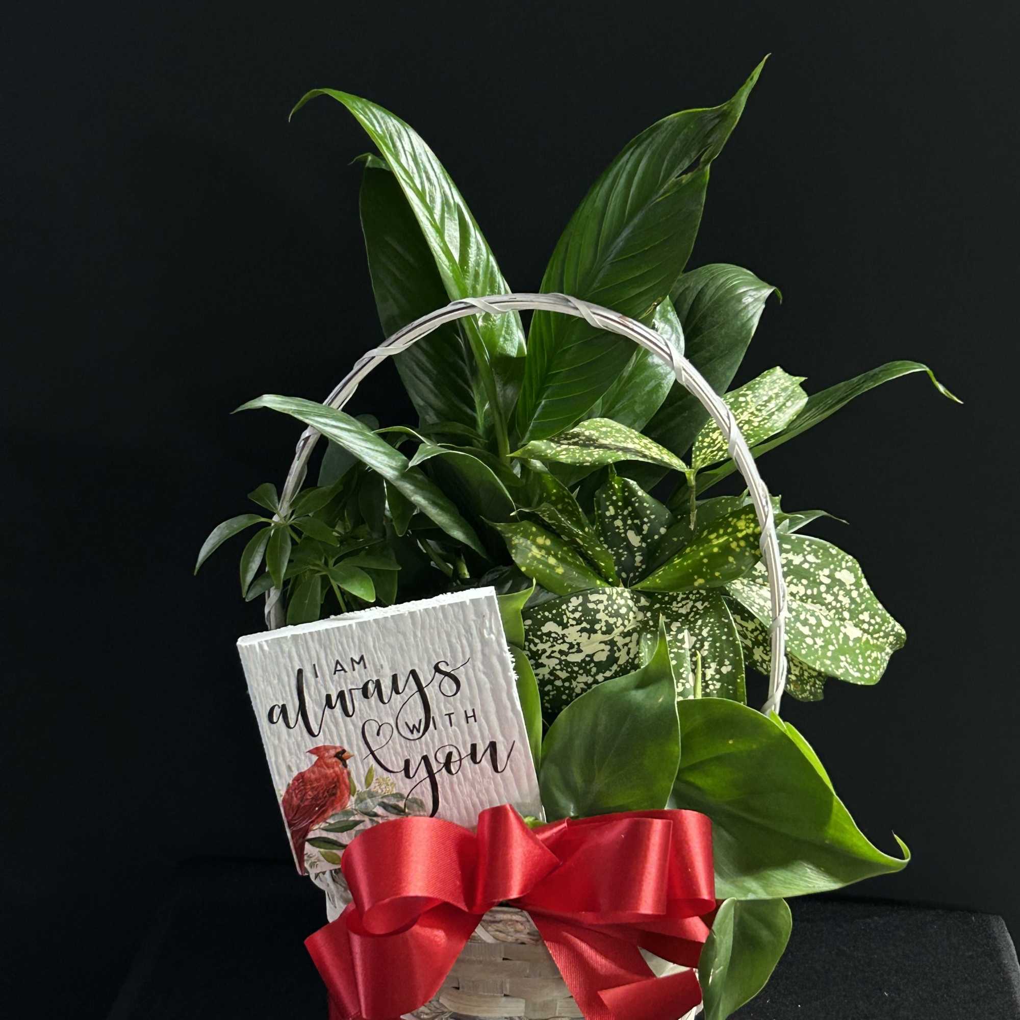 Basket of green houseplants with a red ribbon and sympathy card