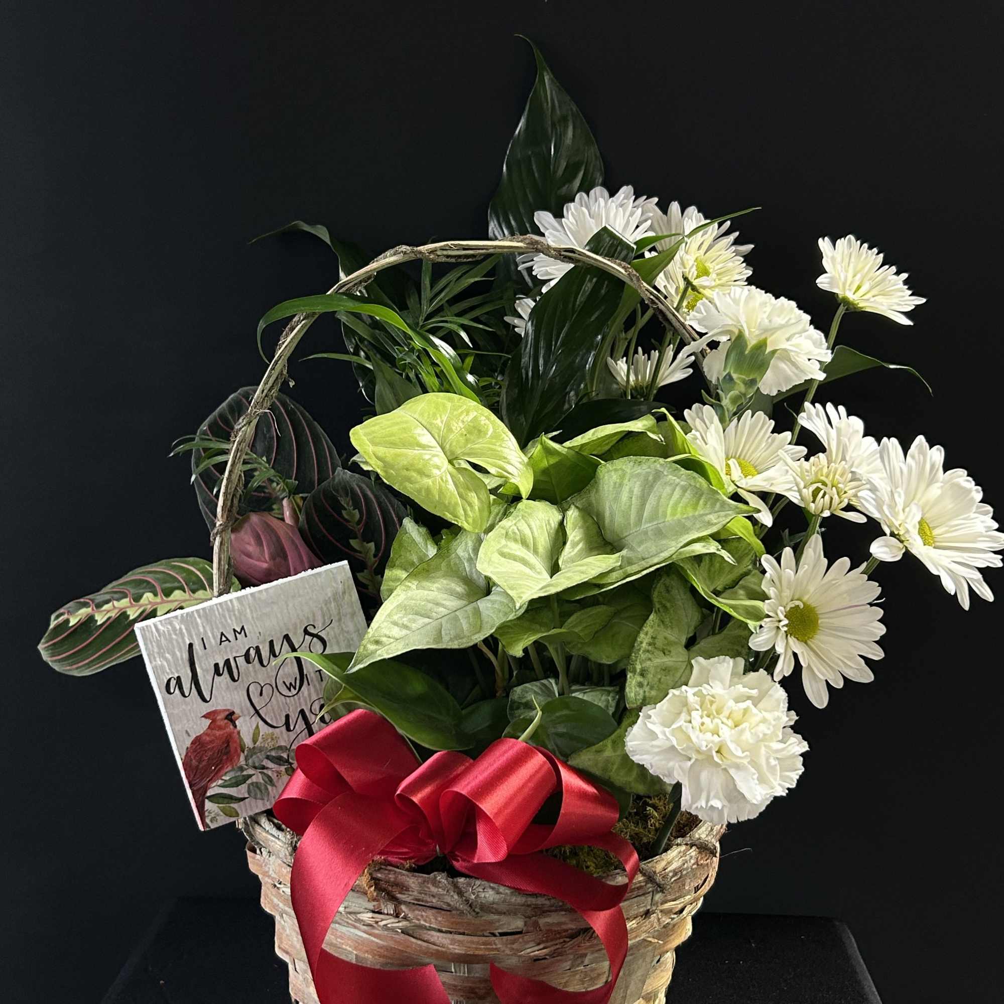 Basket arrangement of white daisies and mixed green houseplants with a red ribbon