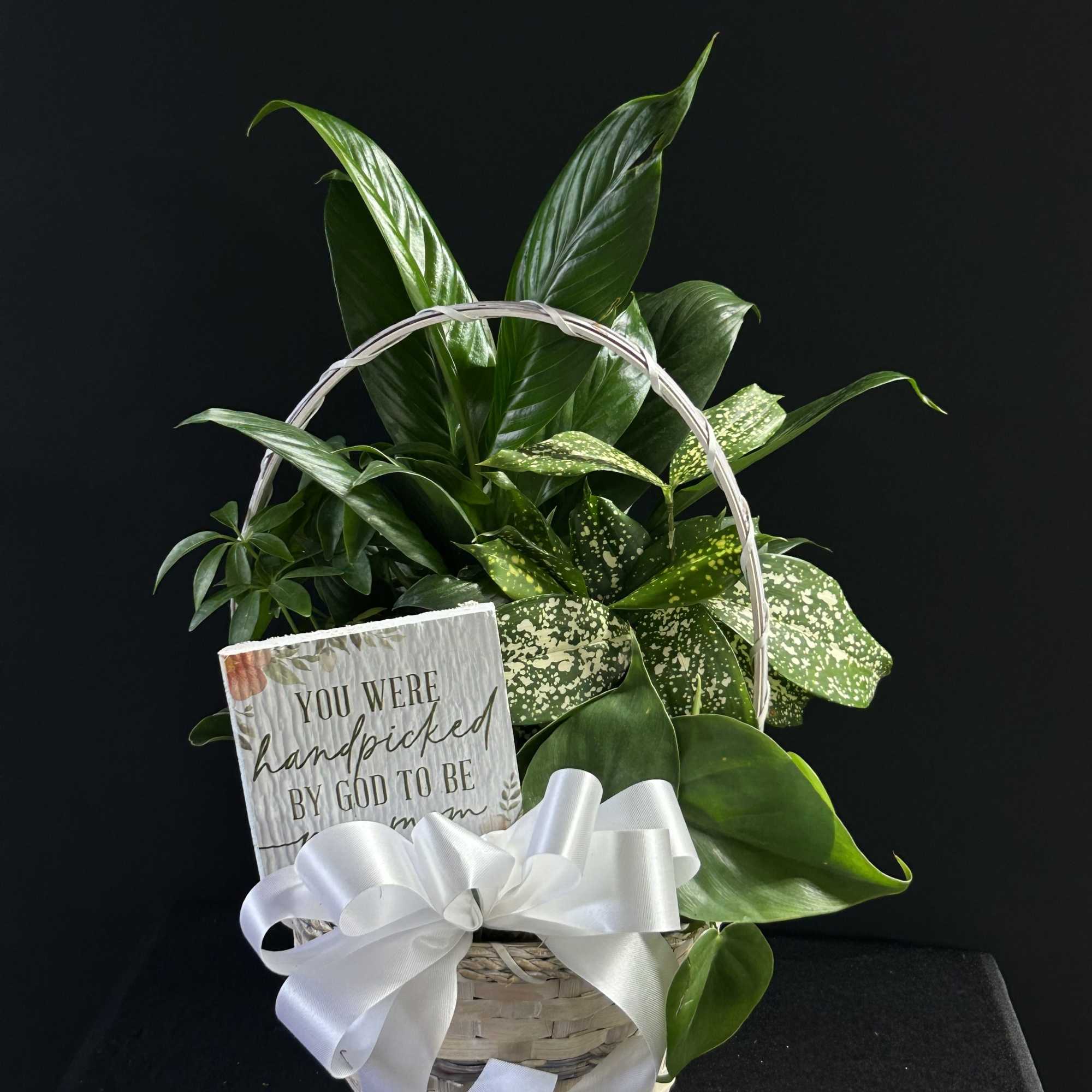 Basket of green houseplants with a white ribbon and sign