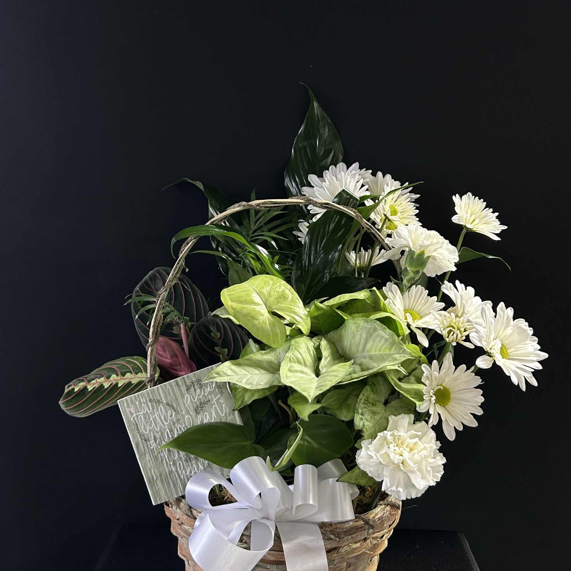 Basket arrangement of white daisies and mixed green foliage with a white ribbon