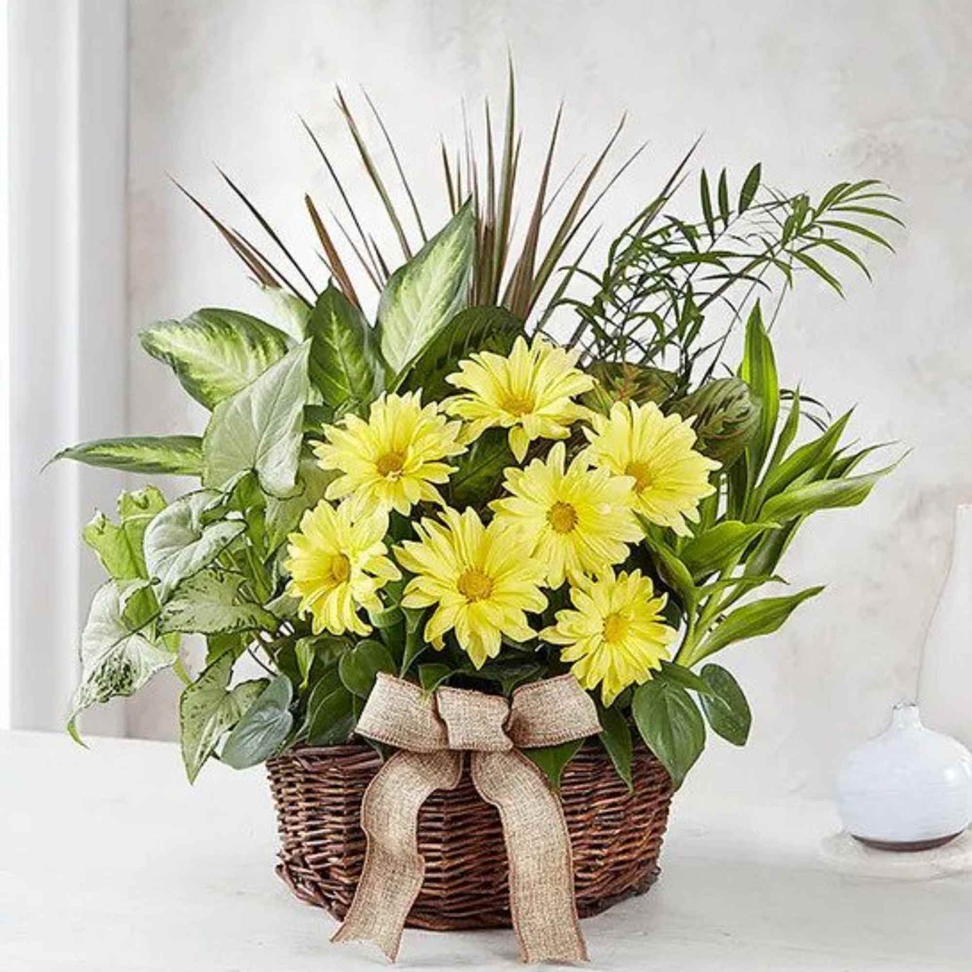 Yellow daisy flowers and assorted green plants in a woven basket with a burlap bow.