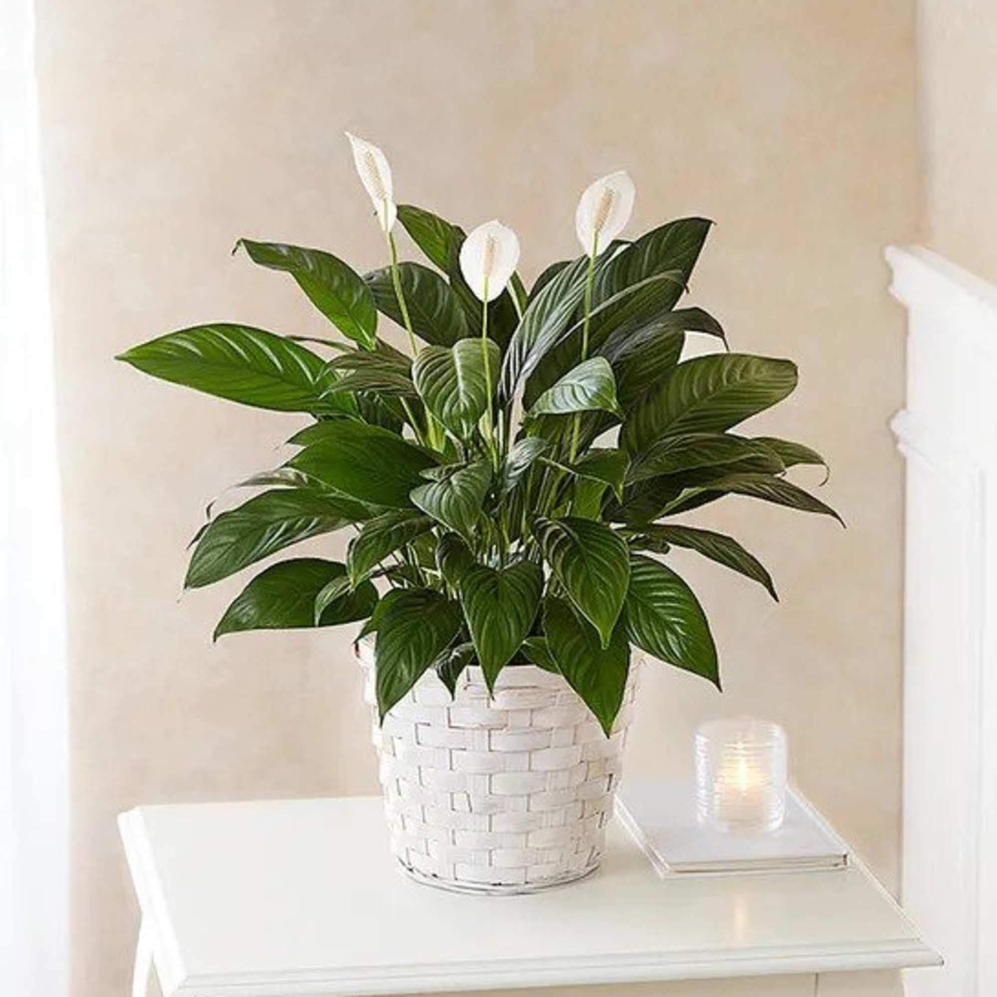 Peace lily plant with white blooms in a white woven basket on a table beside a small candle.