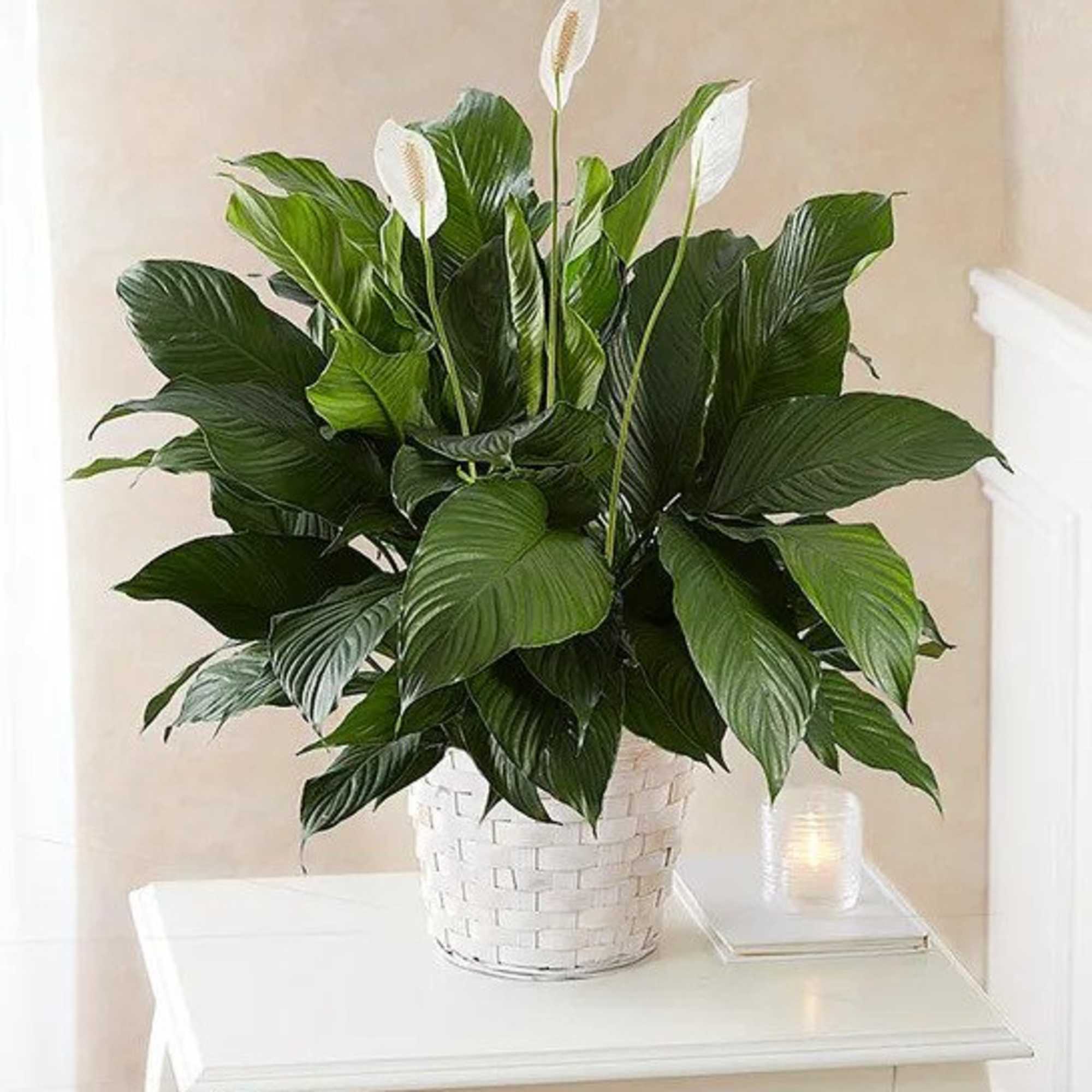 Peace lily plant with broad green leaves and white blooms in a white basket on a table