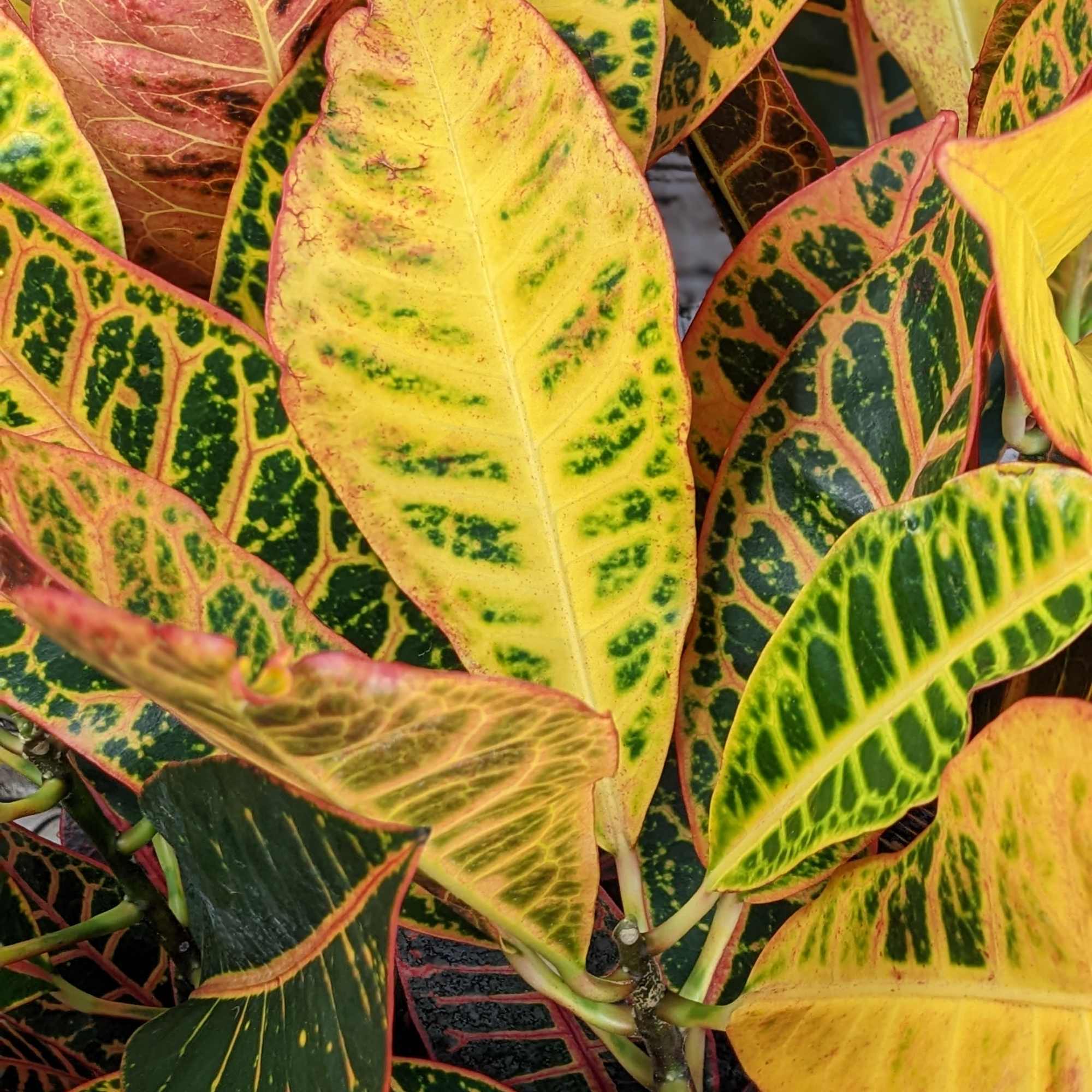 Close-up of colorful croton plant leaves with yellow, green, and red variegation