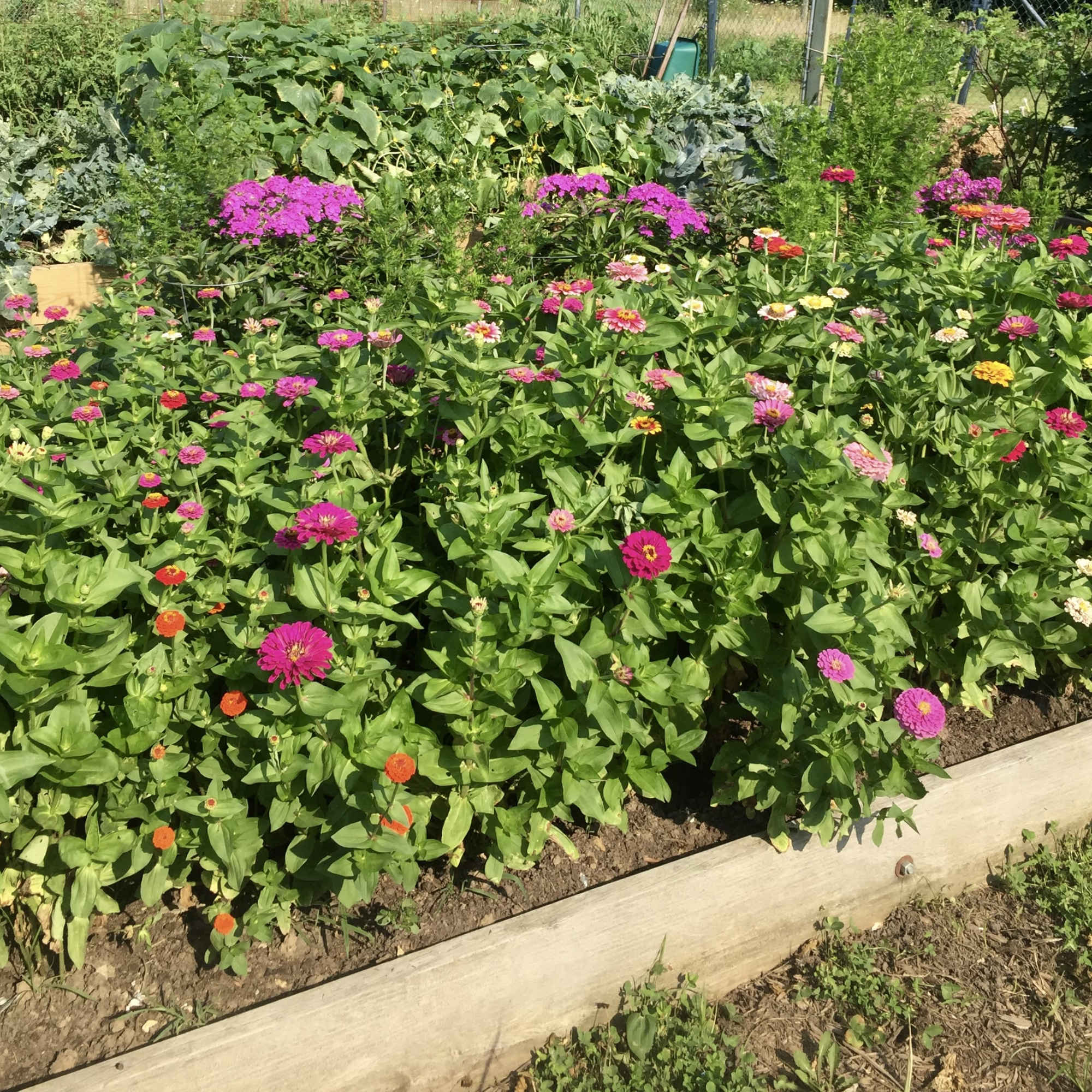 A garden bed filled with colorful zinnia flowers in bloom