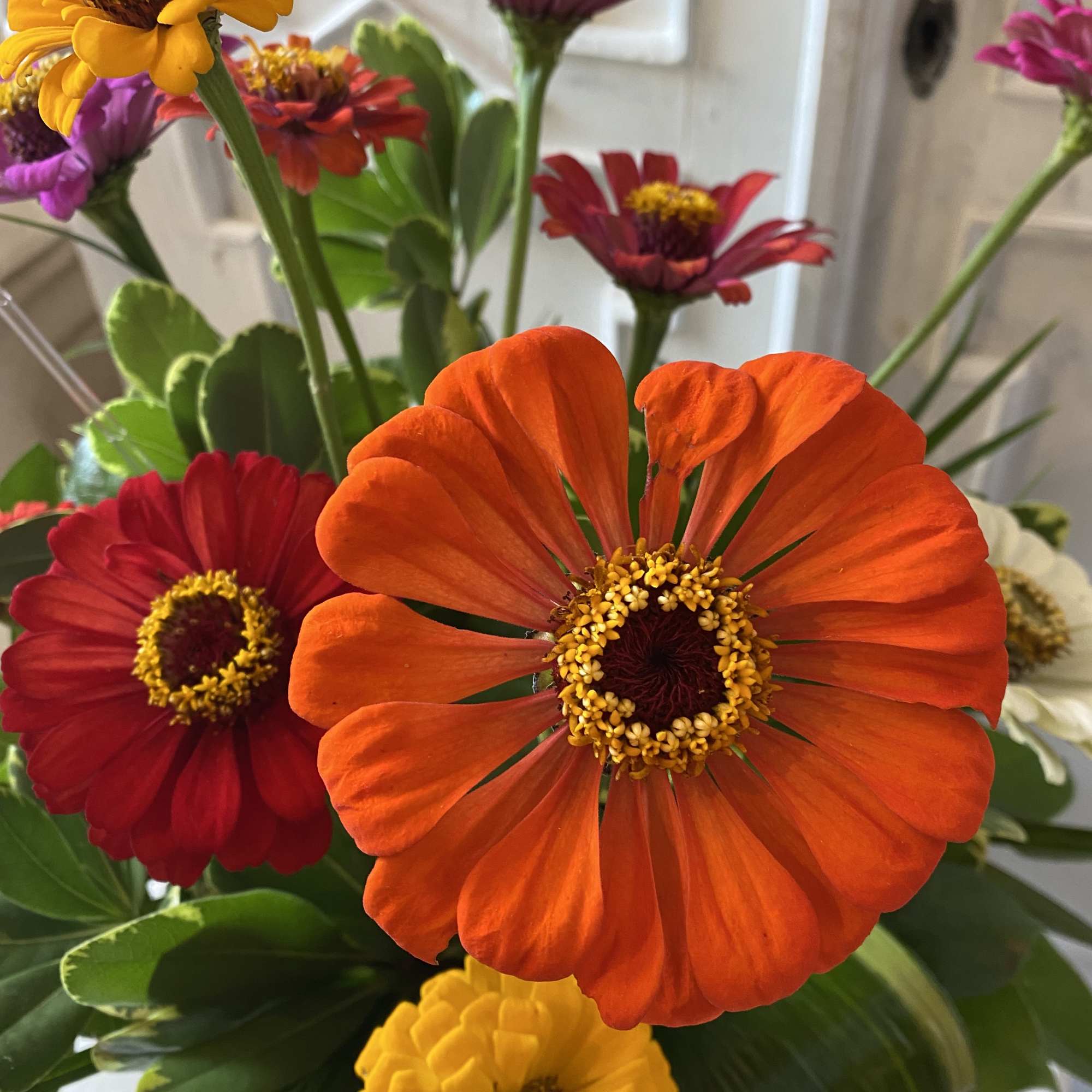 Bouquet of bright zinnia-like flowers in orange, red, yellow, and purple
