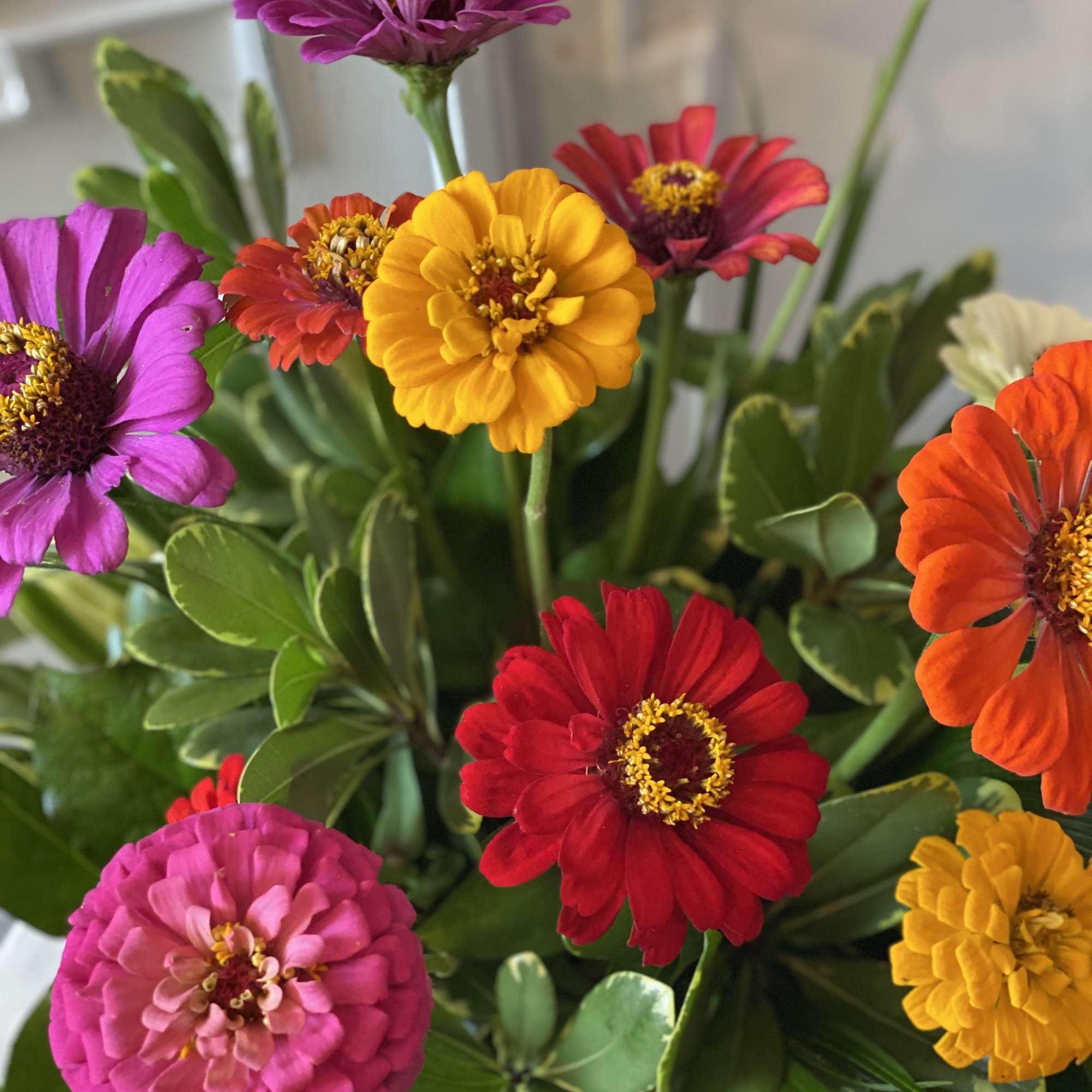 Bright mixed zinnia bouquet with multicolored blooms and green foliage