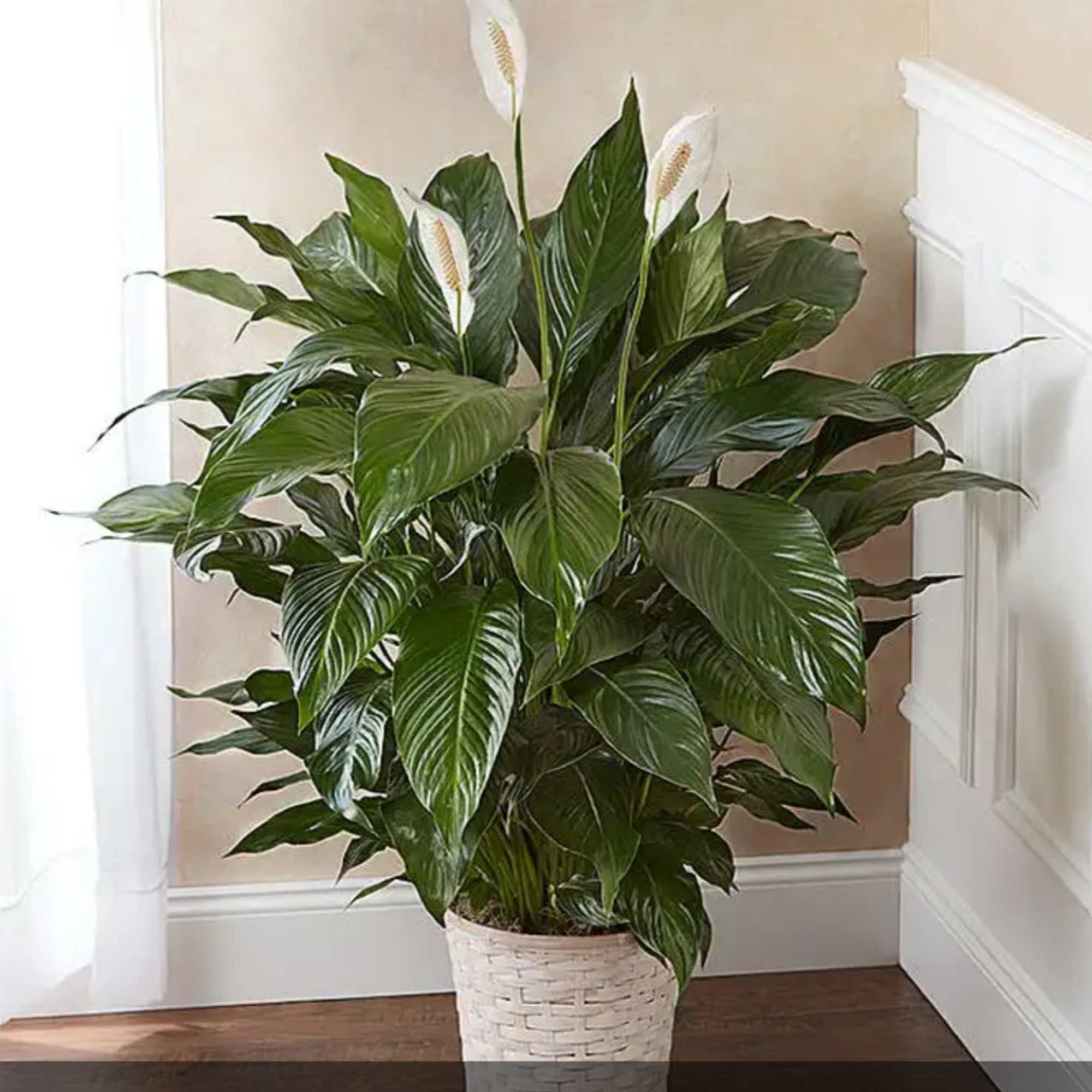 Peace lily plant with white blooms in a woven basket planter
