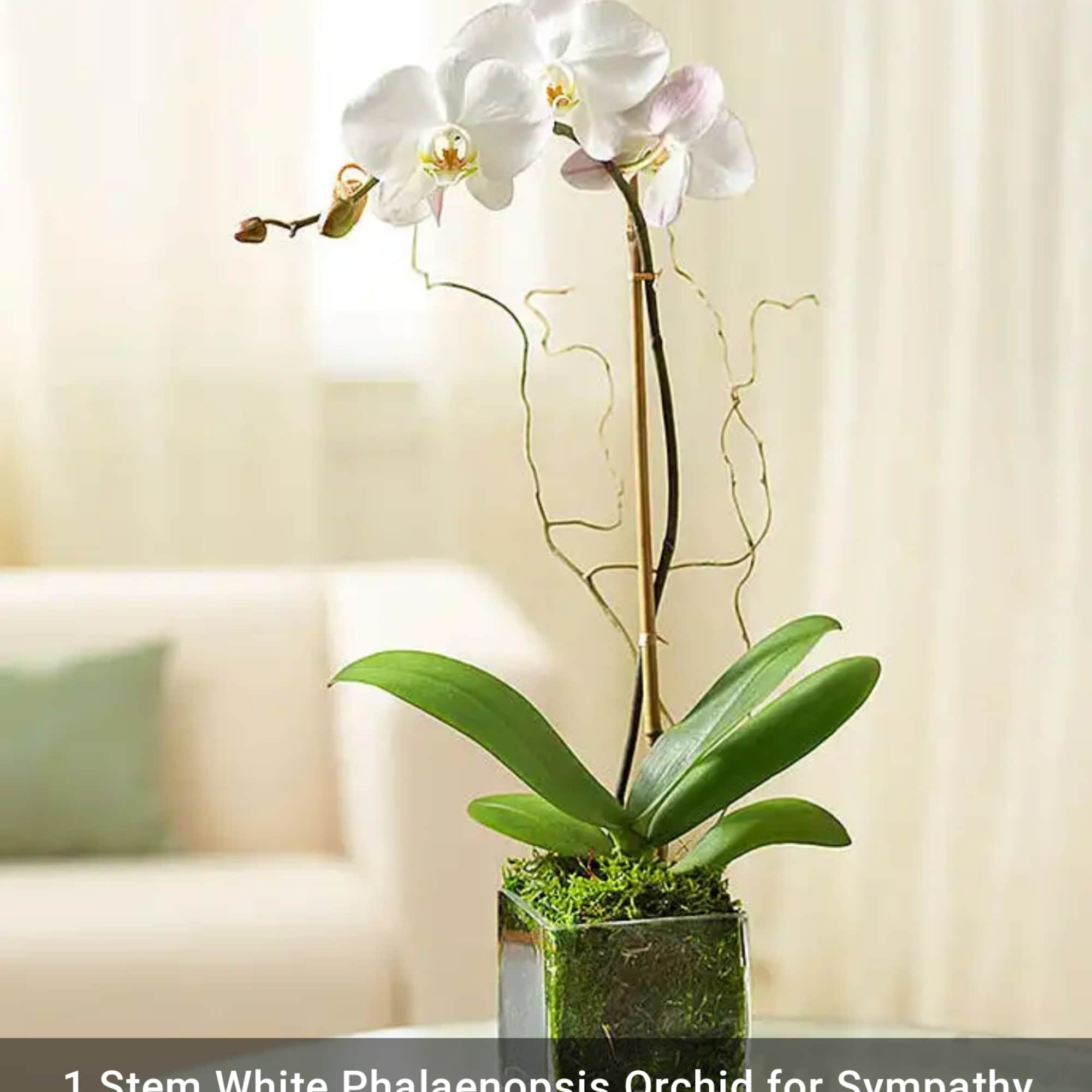 White phalaenopsis orchid in a square glass pot