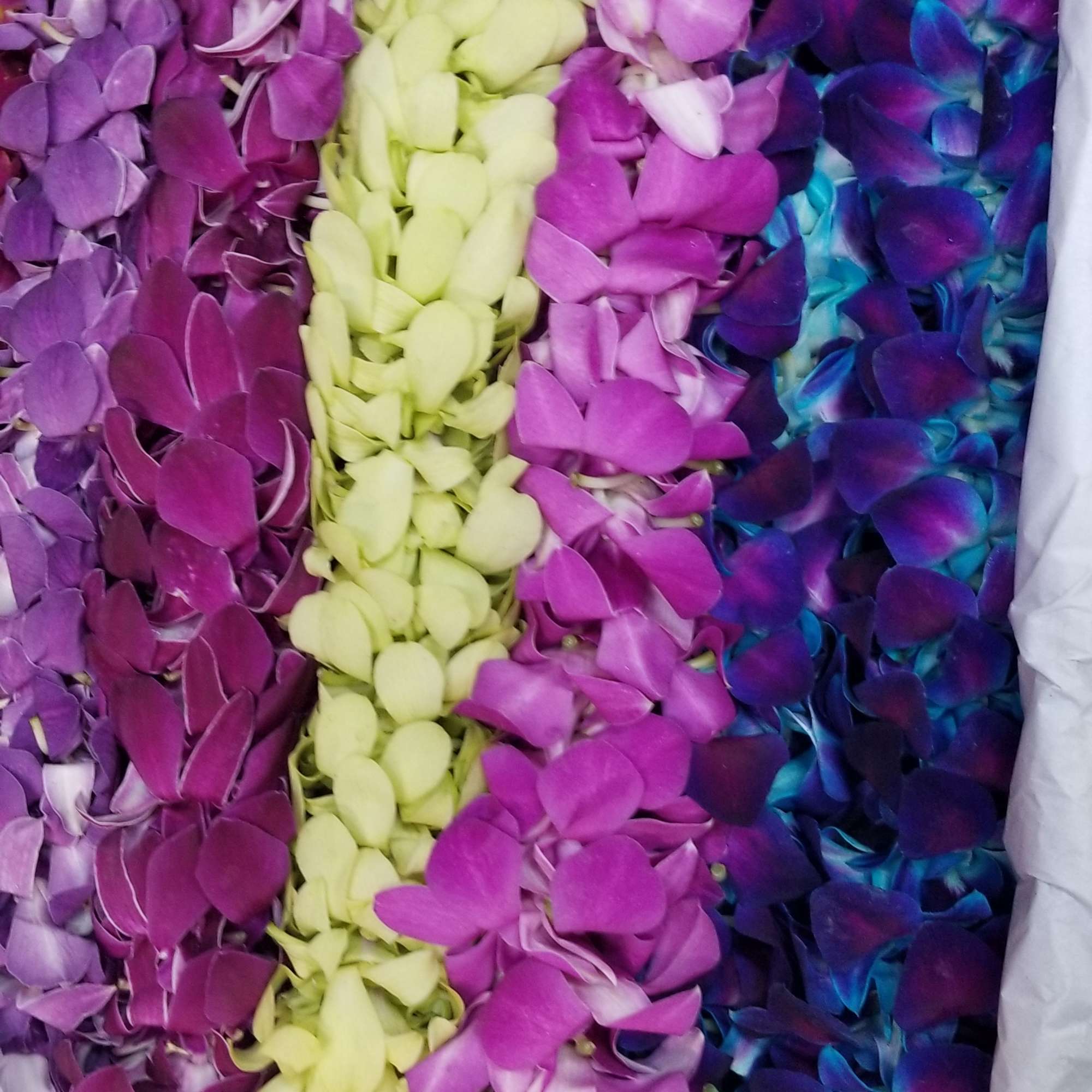 Box of colorful orchid blooms in purple, pink, yellow, and blue