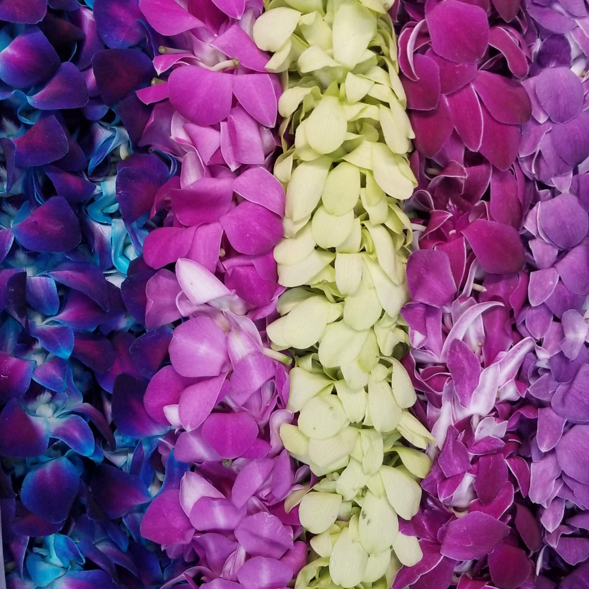 Close-up of colorful orchid petals arranged in vertical bands