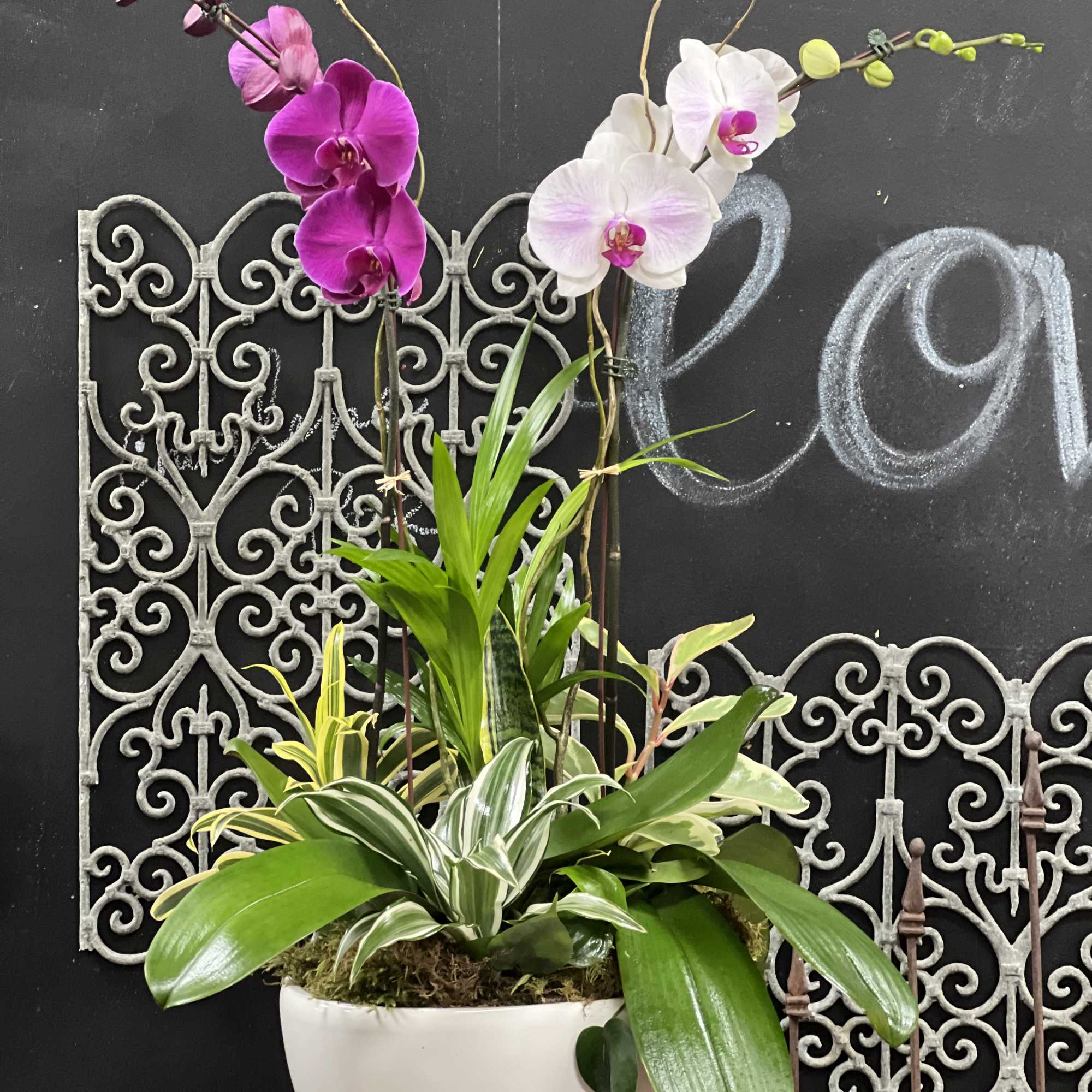 Potted orchid arrangement with pink and white blooms in a white bowl planter