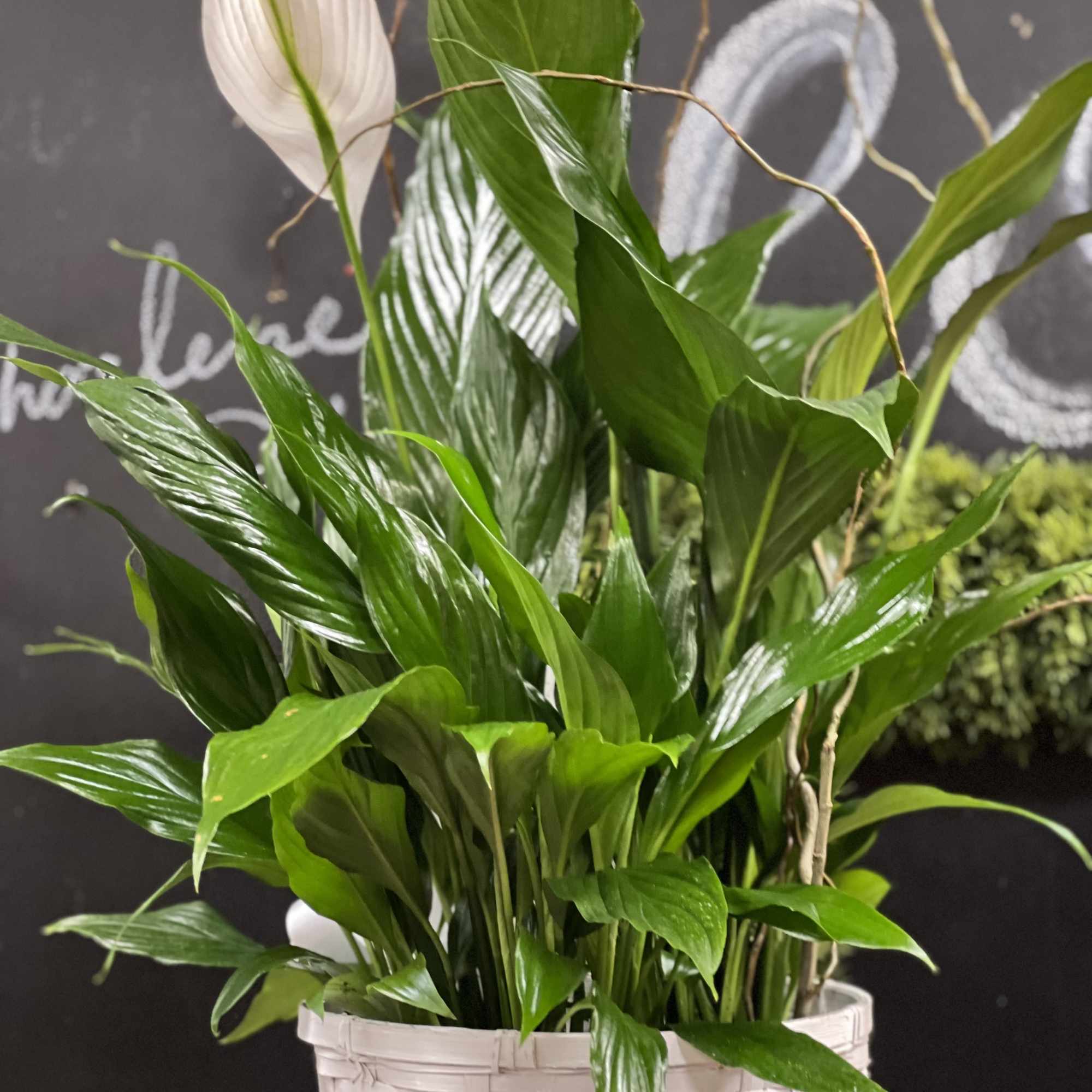White peace lily plant in a woven basket planter