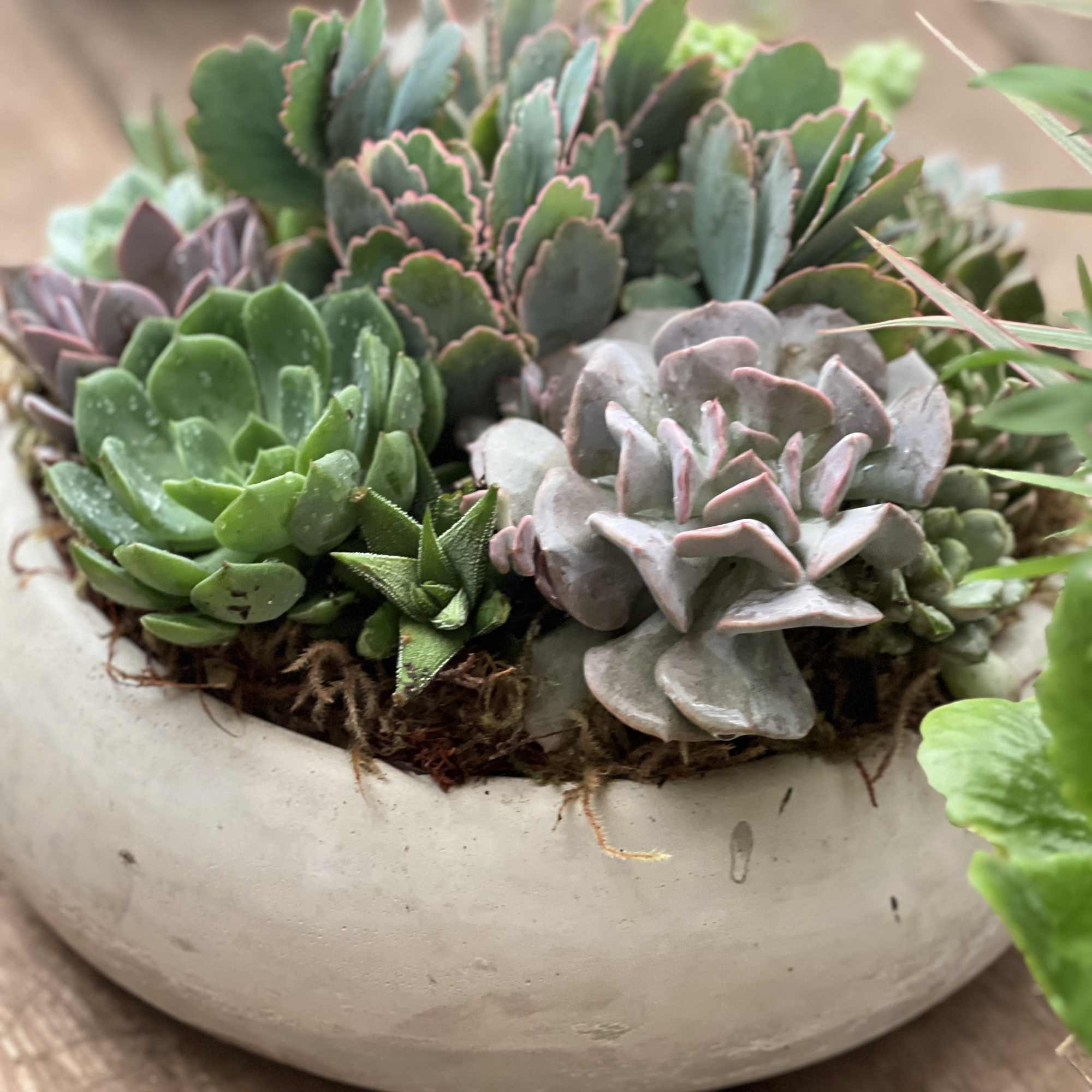 Succulent arrangement in a shallow white bowl, photo 3 of 4