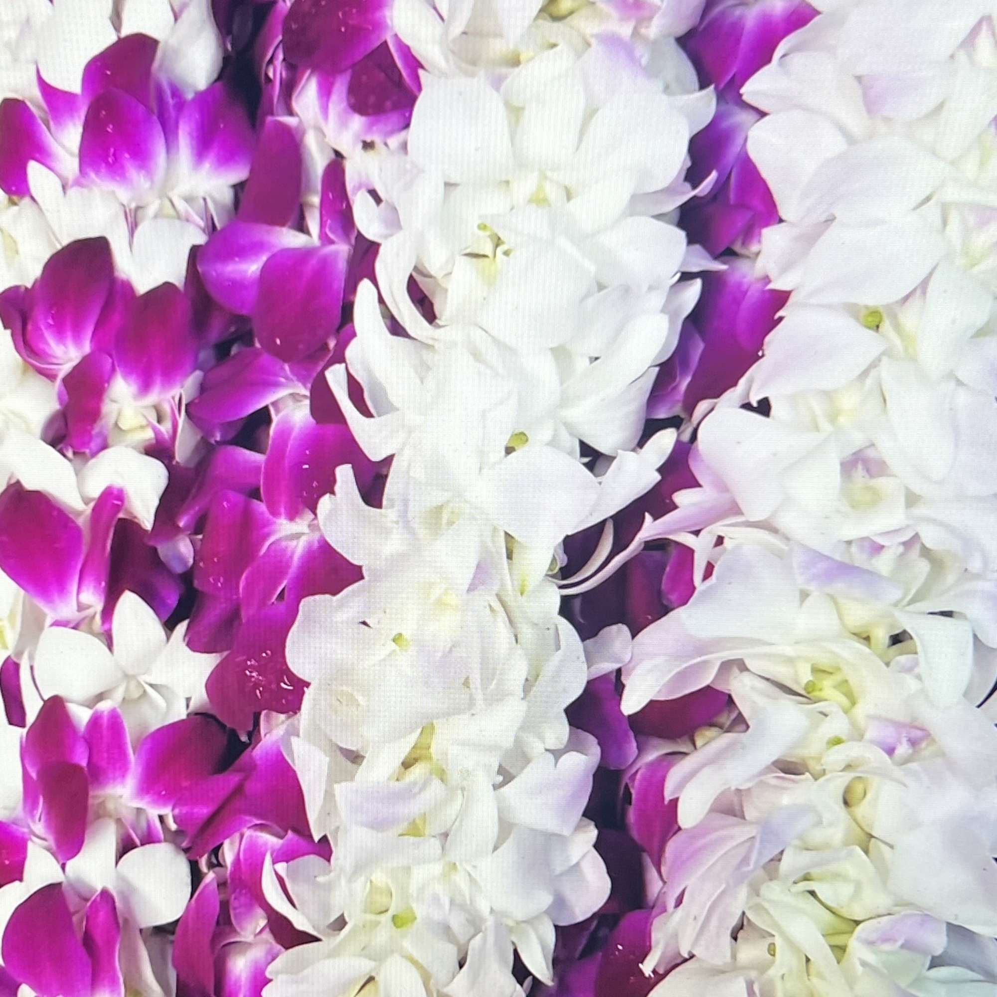 Dense garland of white and magenta orchid blossoms