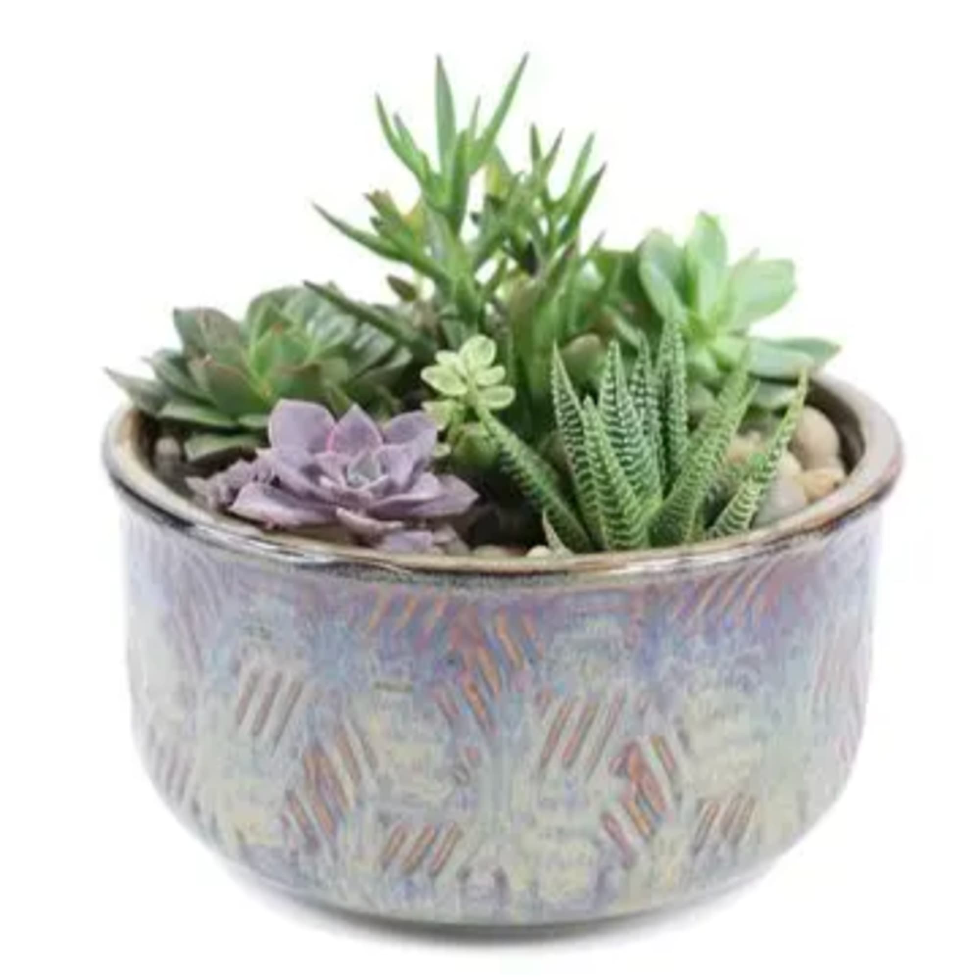 Succulent arrangement in a patterned ceramic pot