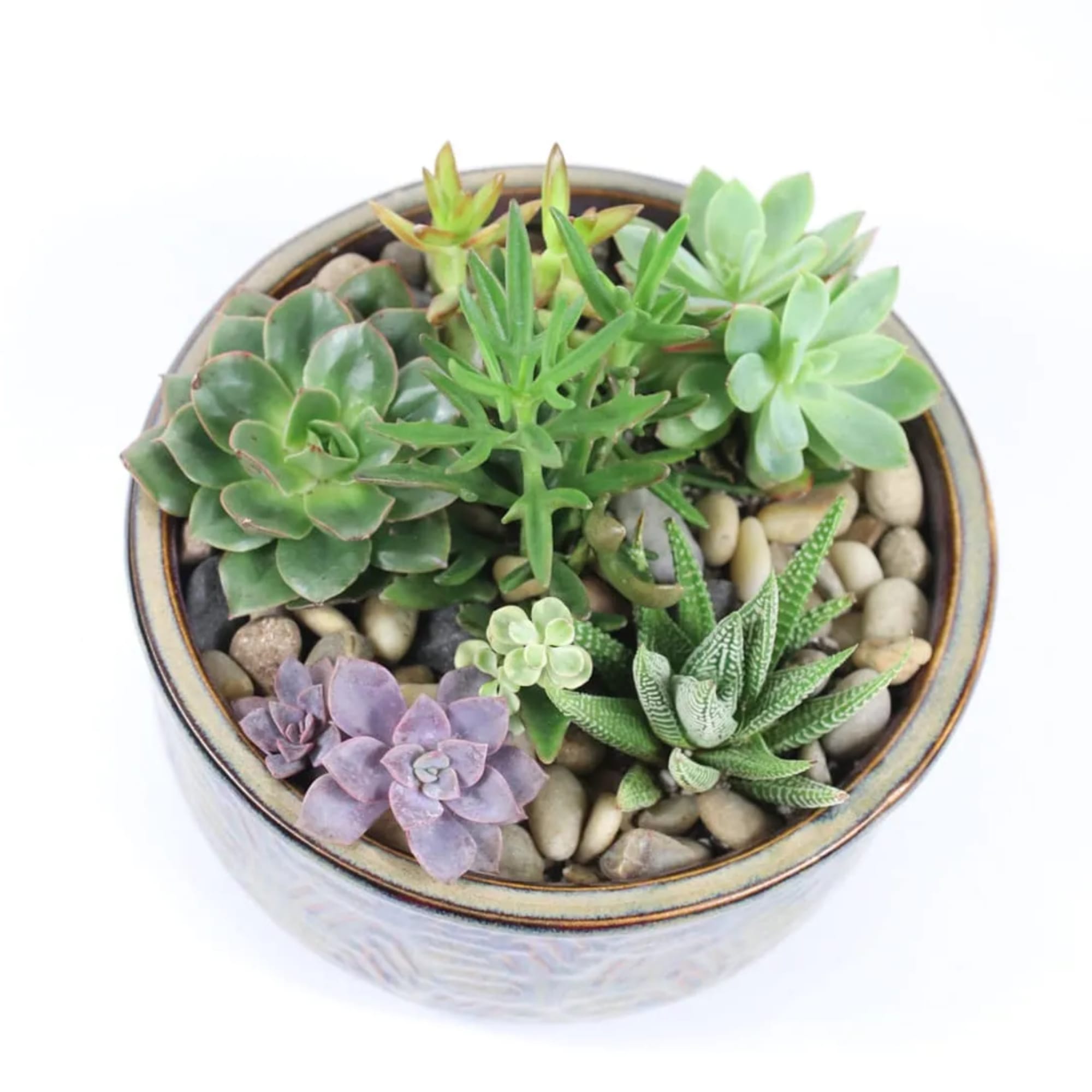 Potted succulent arrangement with mixed green and purple rosettes in a round ceramic container