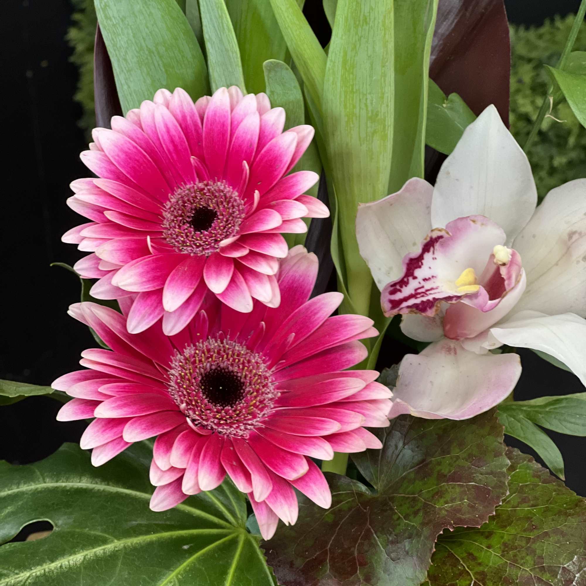Pink gerbera daisies with a white orchid and broad green leaves