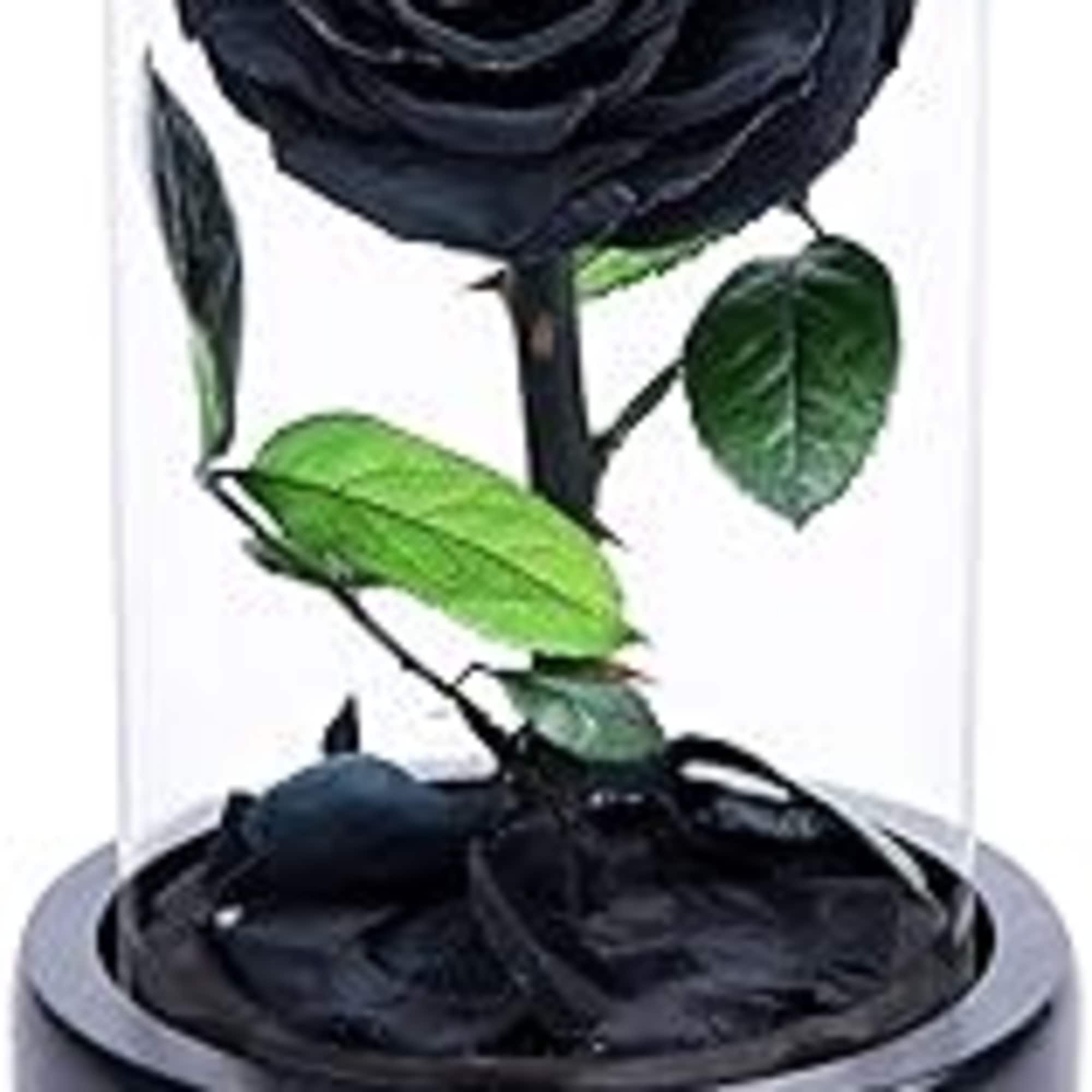 Black rose under a glass dome on a round base