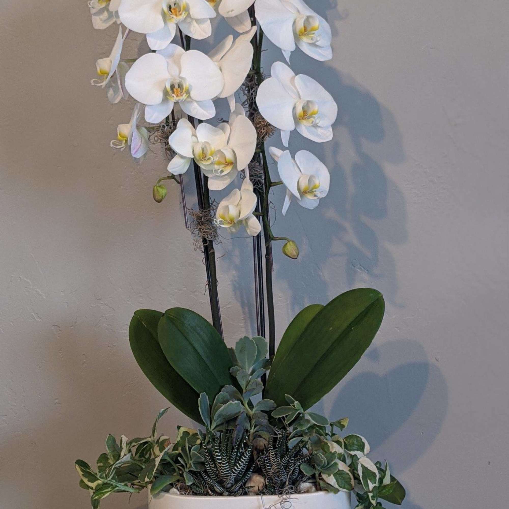 White orchid arrangement in a white planter with trailing succulents
