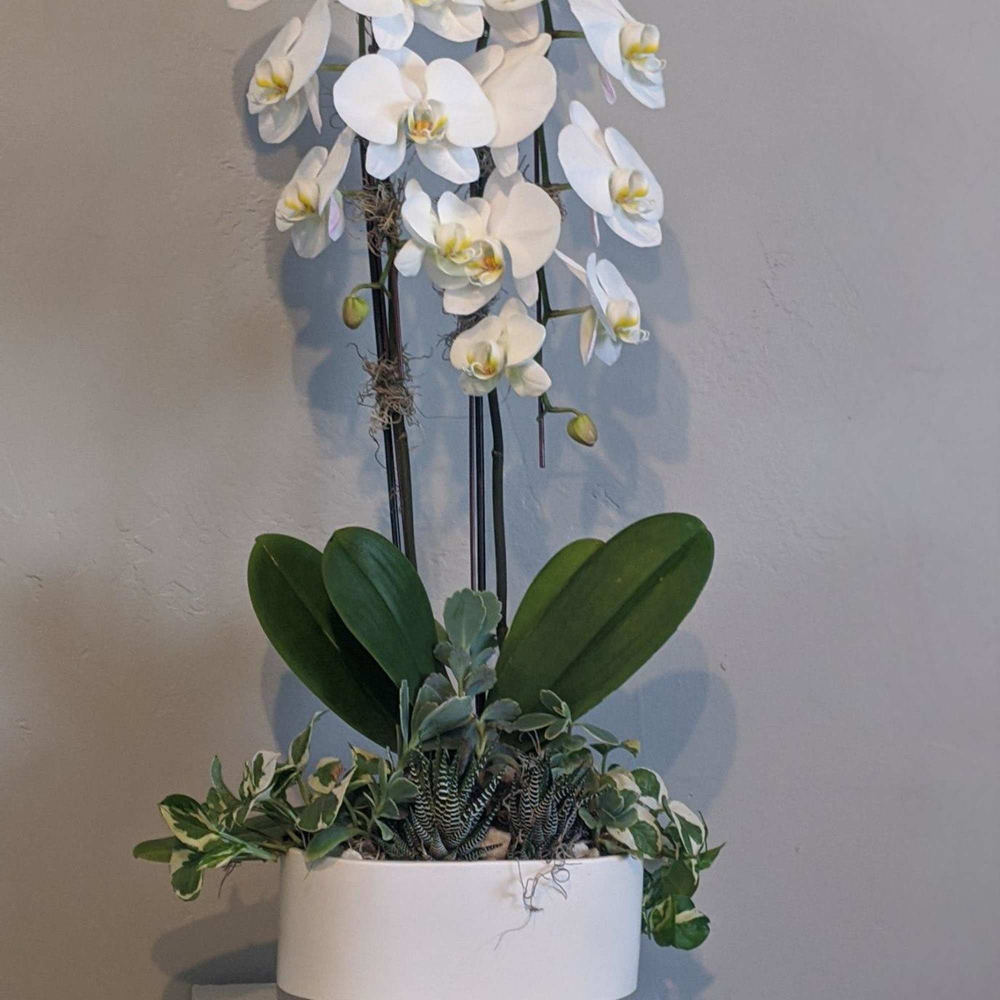 White orchid plant in a white and gray planter with mixed succulents