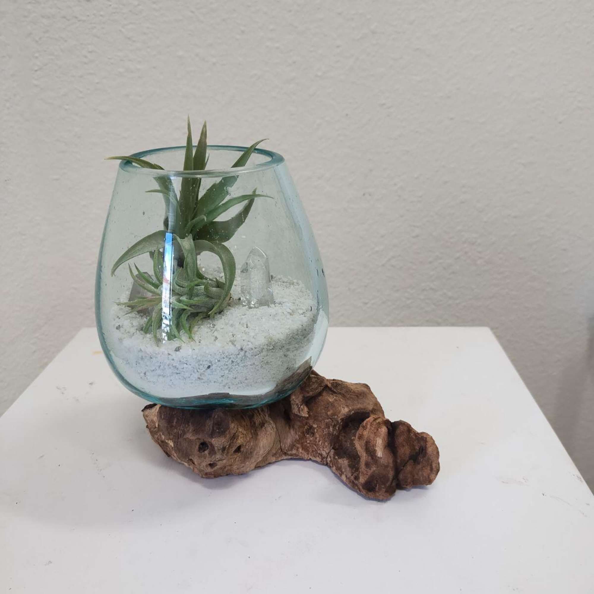 Small succulent in a glass bowl on a driftwood base