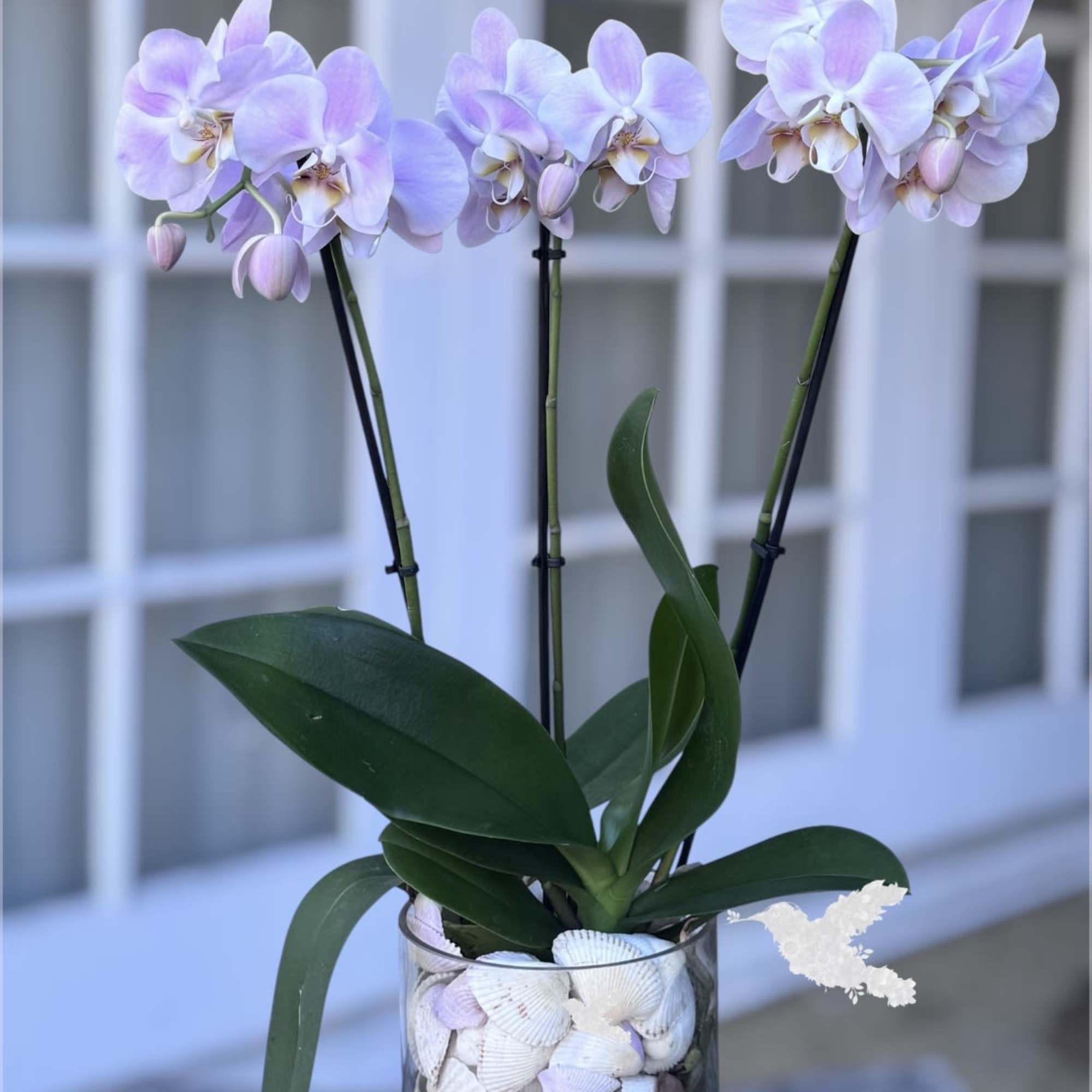 Measures overall 19&rdquo;H
Elevate your gift-giving with the sophisticated beauty of our Lavender, photo 2 of 2