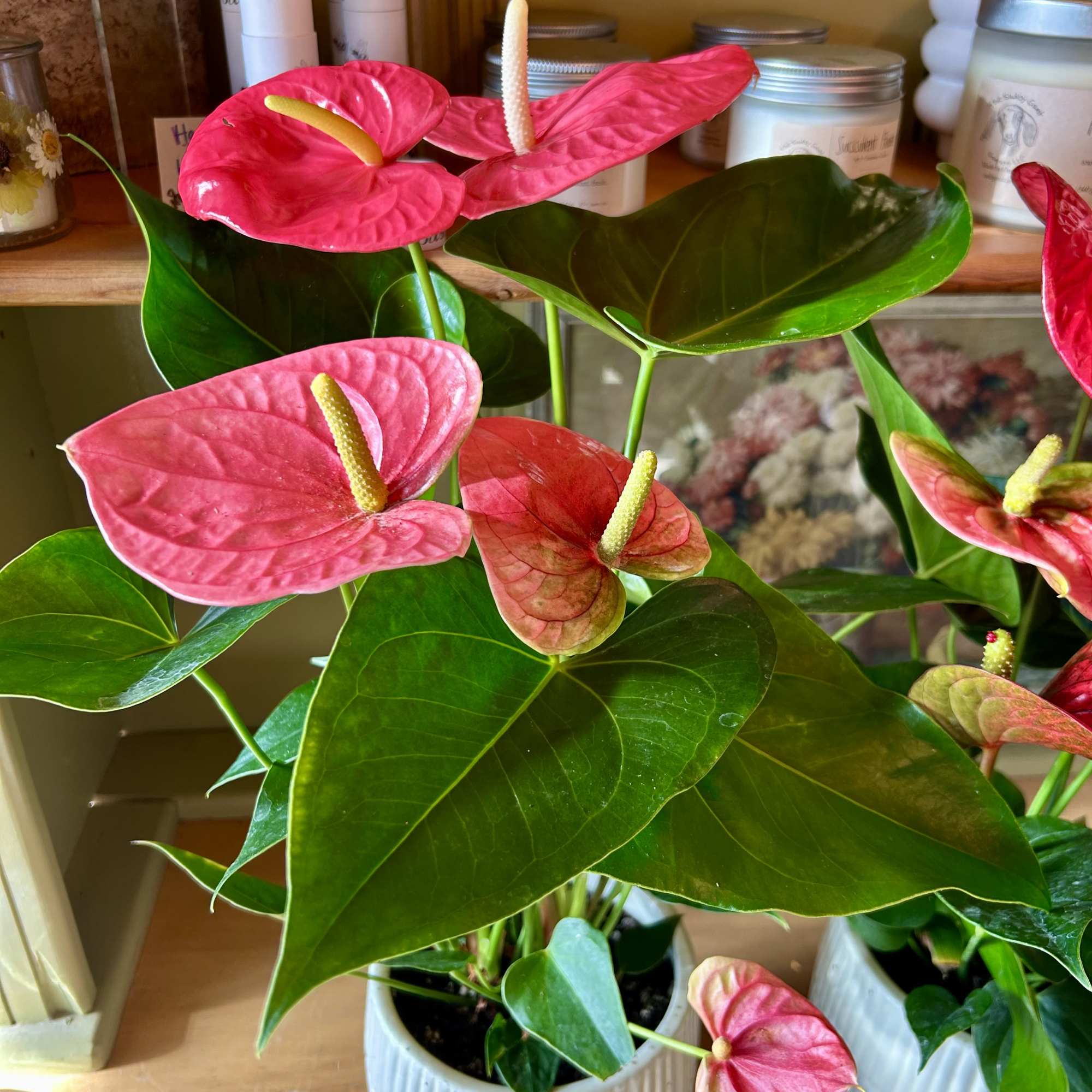 Pink anthurium plants in white ribbed pots