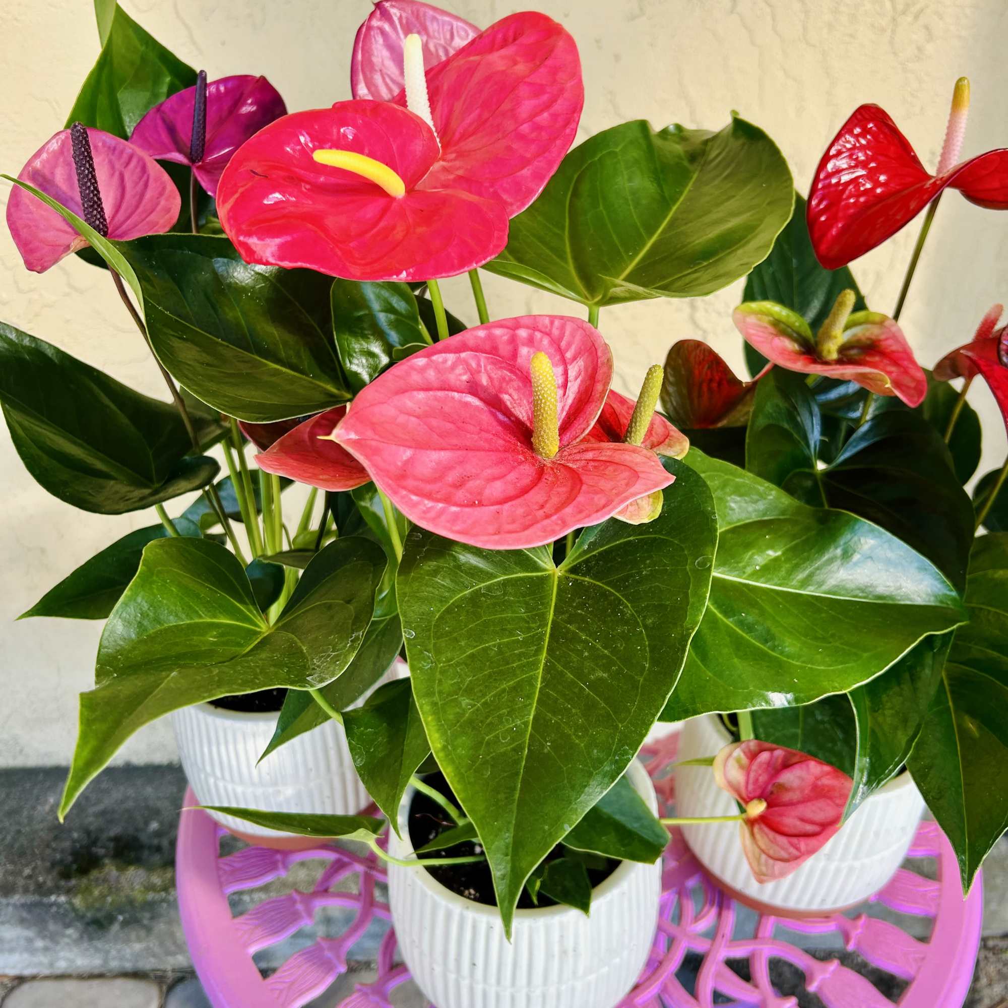Potted anthurium plants with bright pink and red blooms