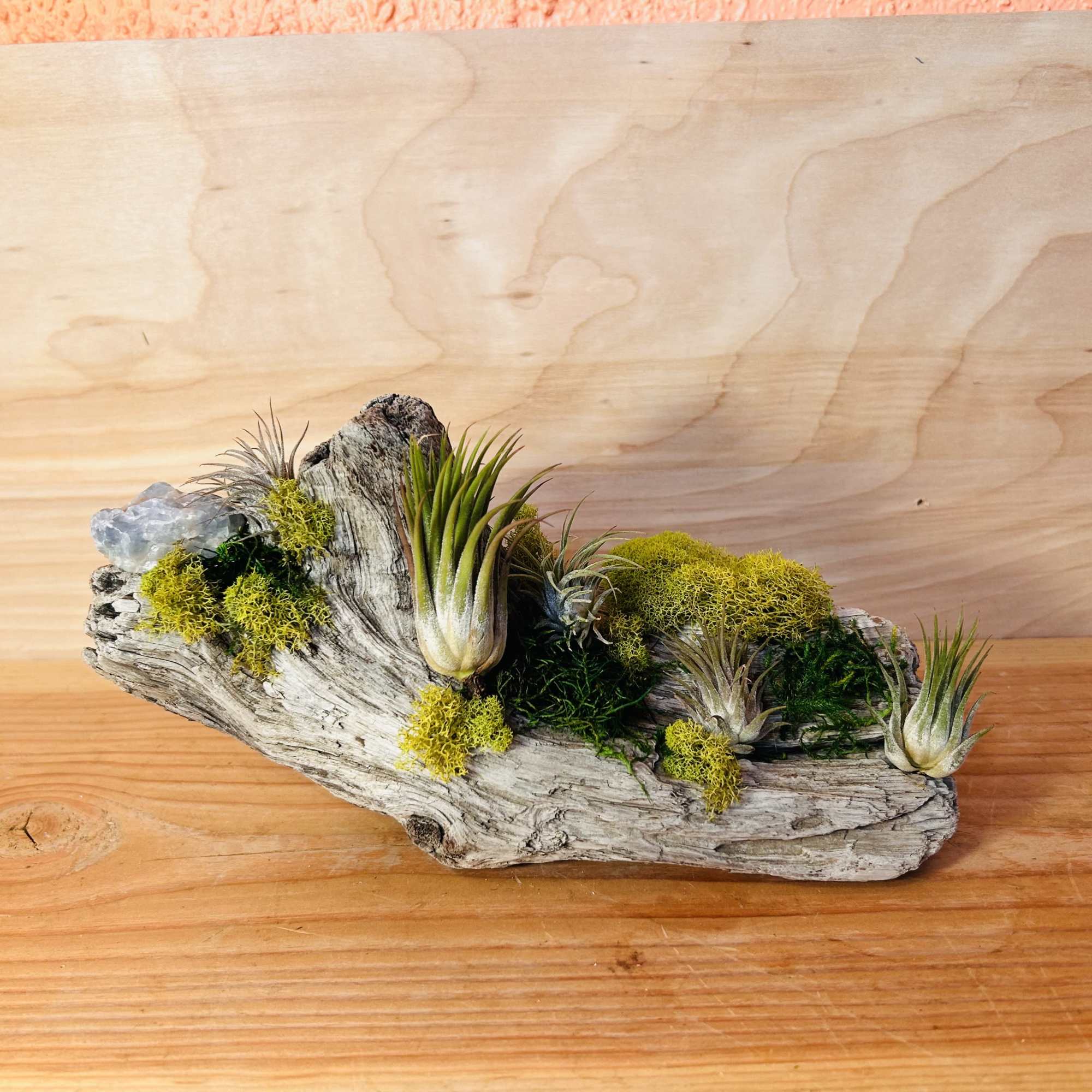 A sculptural tabletop garden built on weathered driftwood-this Driftwood Air Plant Garden